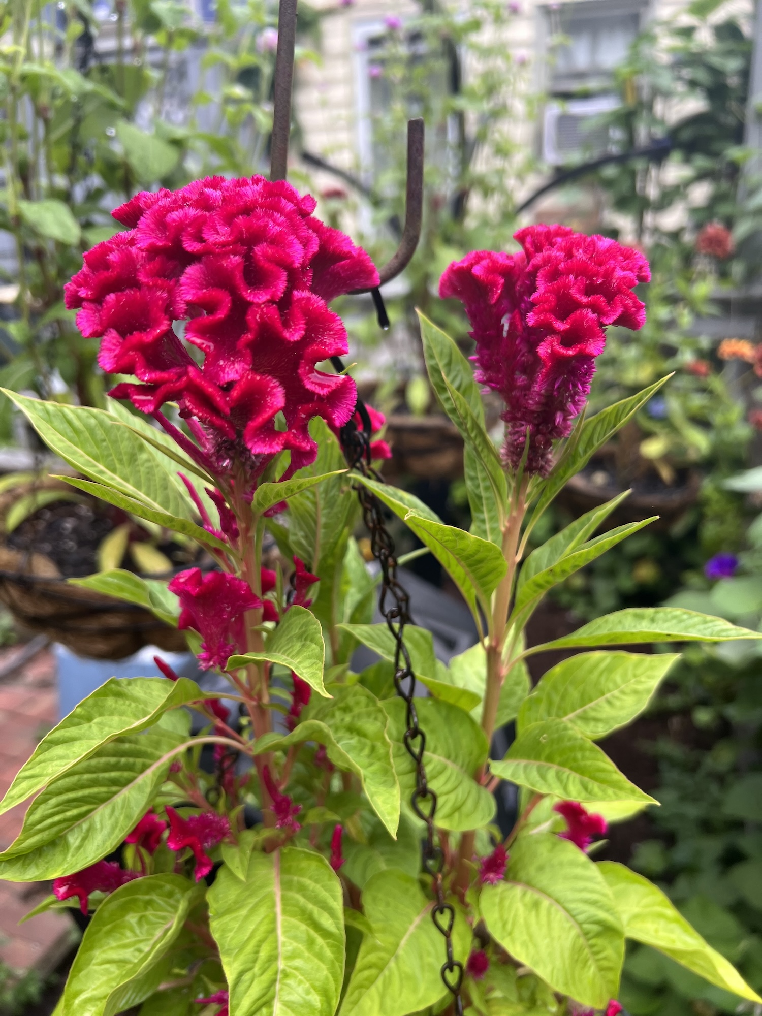 Magenta Tornado Red cockscomb flowers
