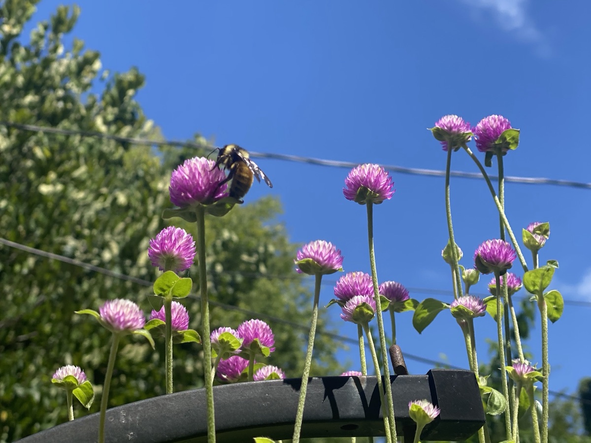 A bumblebee on purple globe amaranth flowers against a blue sky