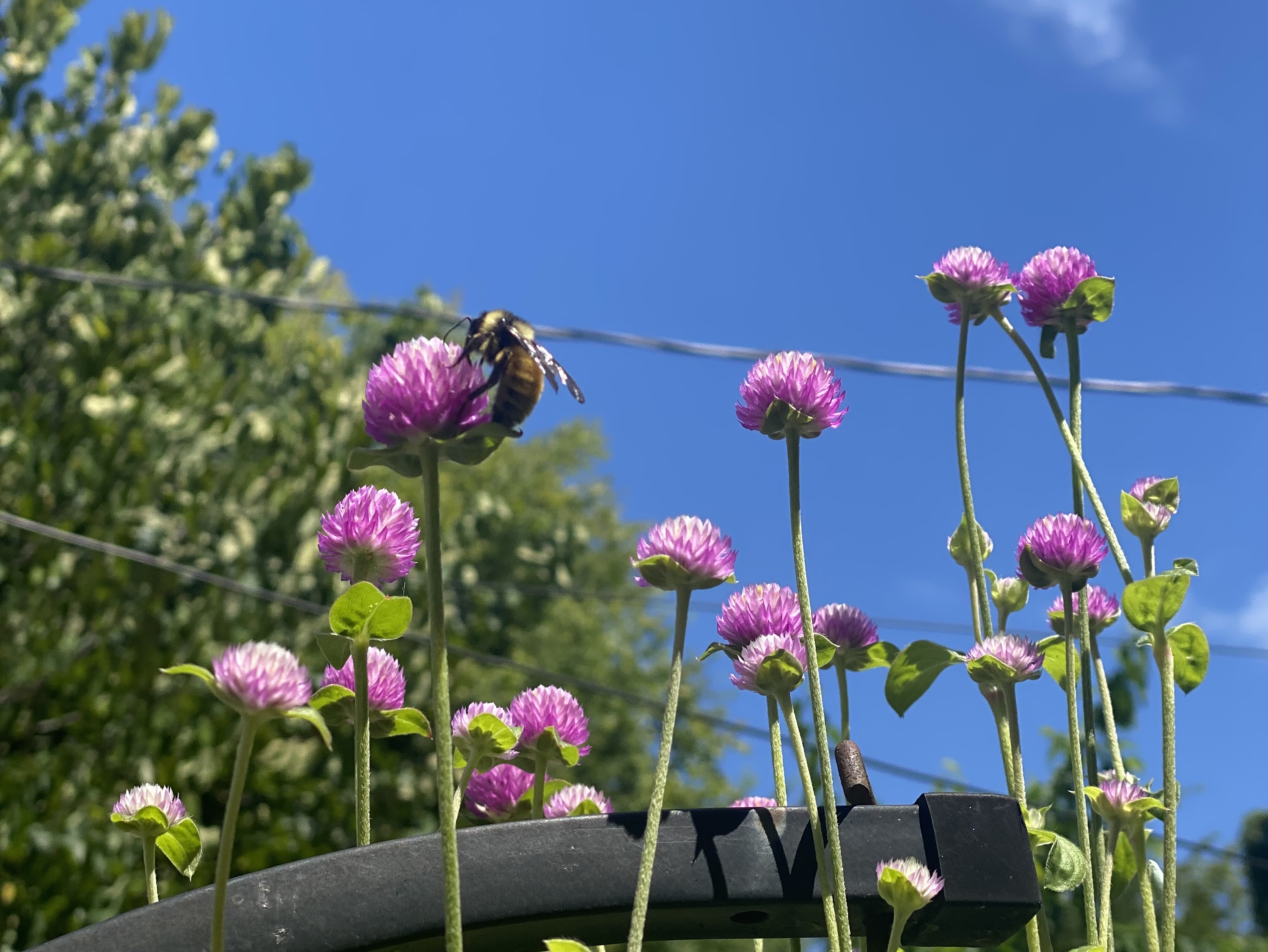 A bumblebee on purple globe amaranth flowers against a blue sky