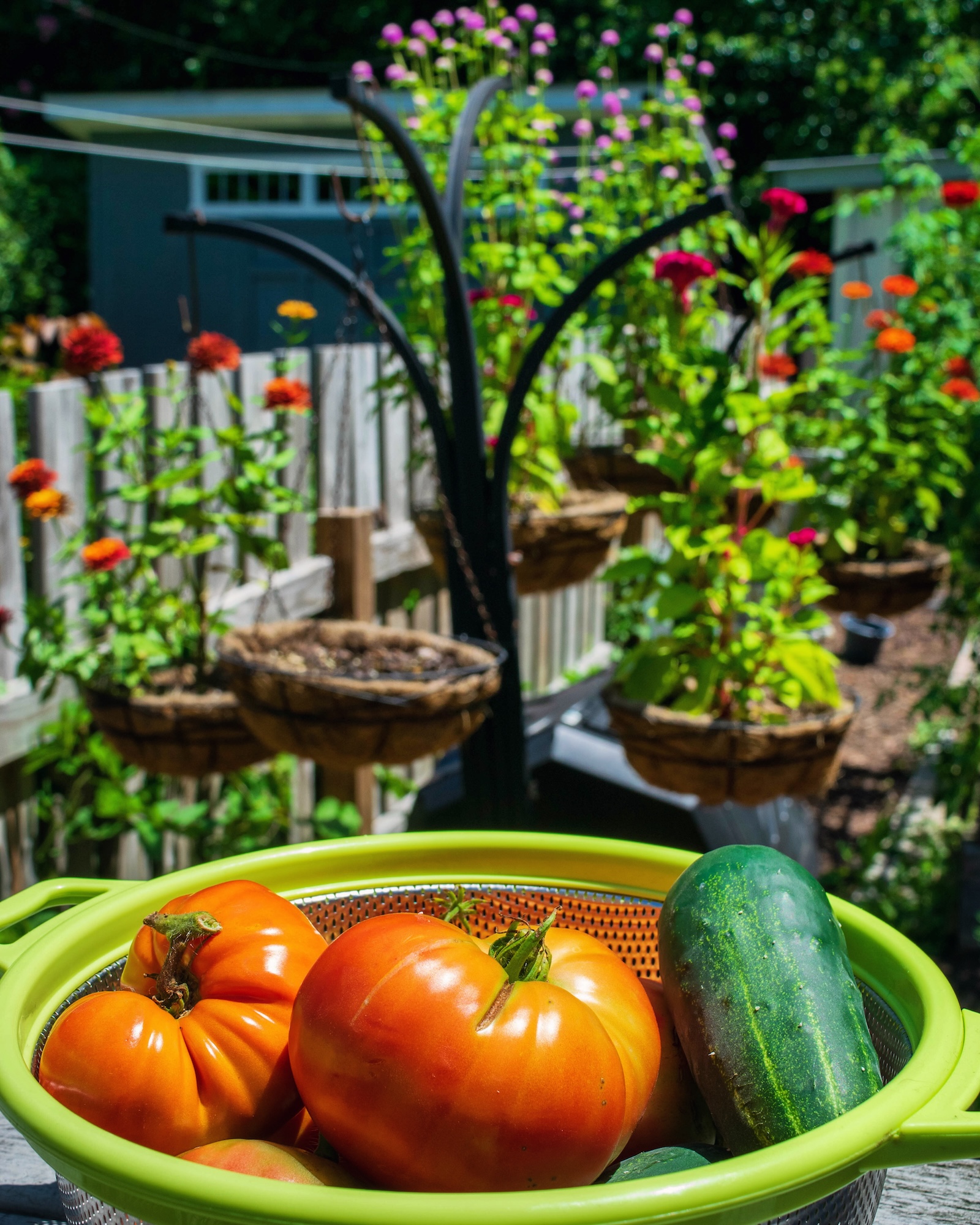 A colander of tomatoes and a cucumber, with hanging planters of flowers behind it