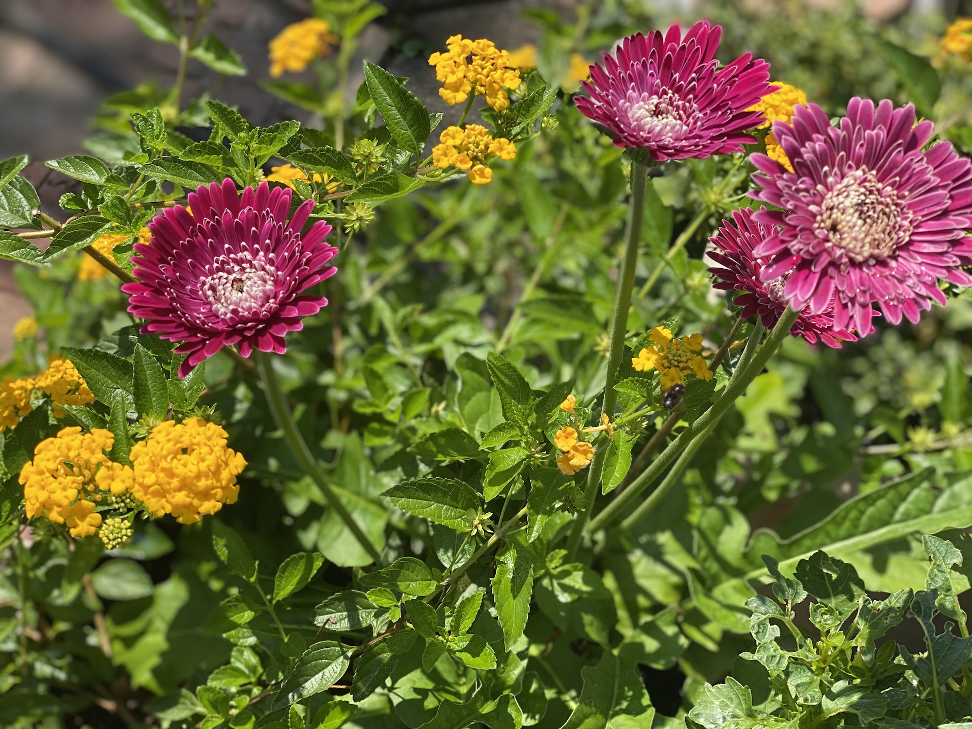 Magenta zinnias surrounded by yellow lantana