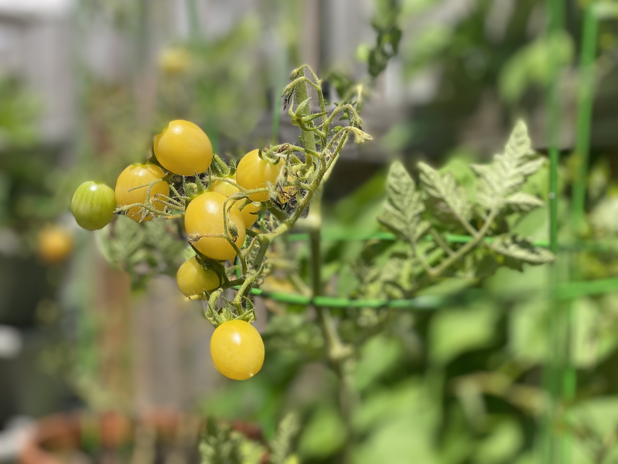 Yellow Crazy Cherry tomatoes on the vine