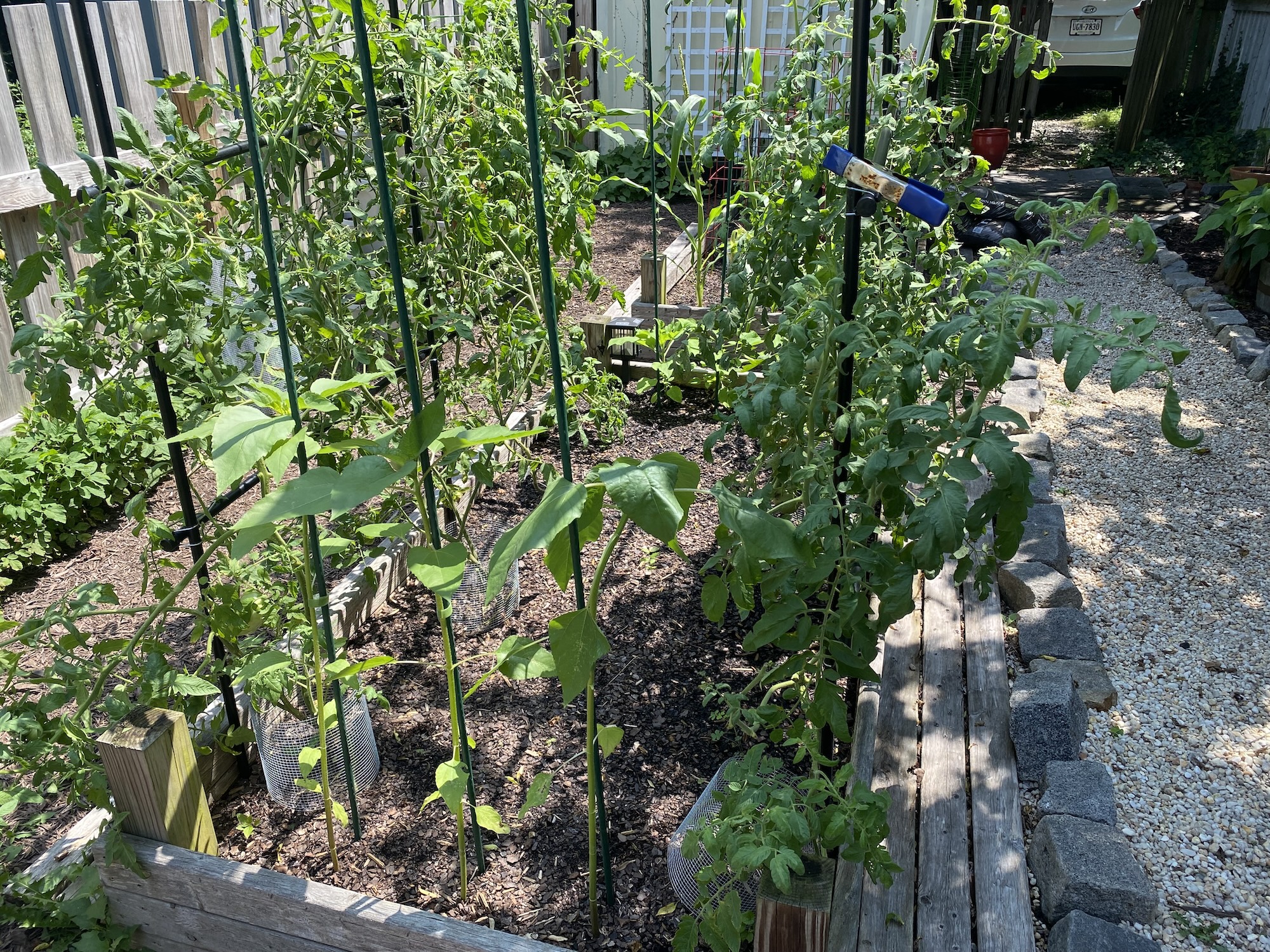 Tomato plants reaching the second crossbar of the arch, with sunflowers tied to support poles