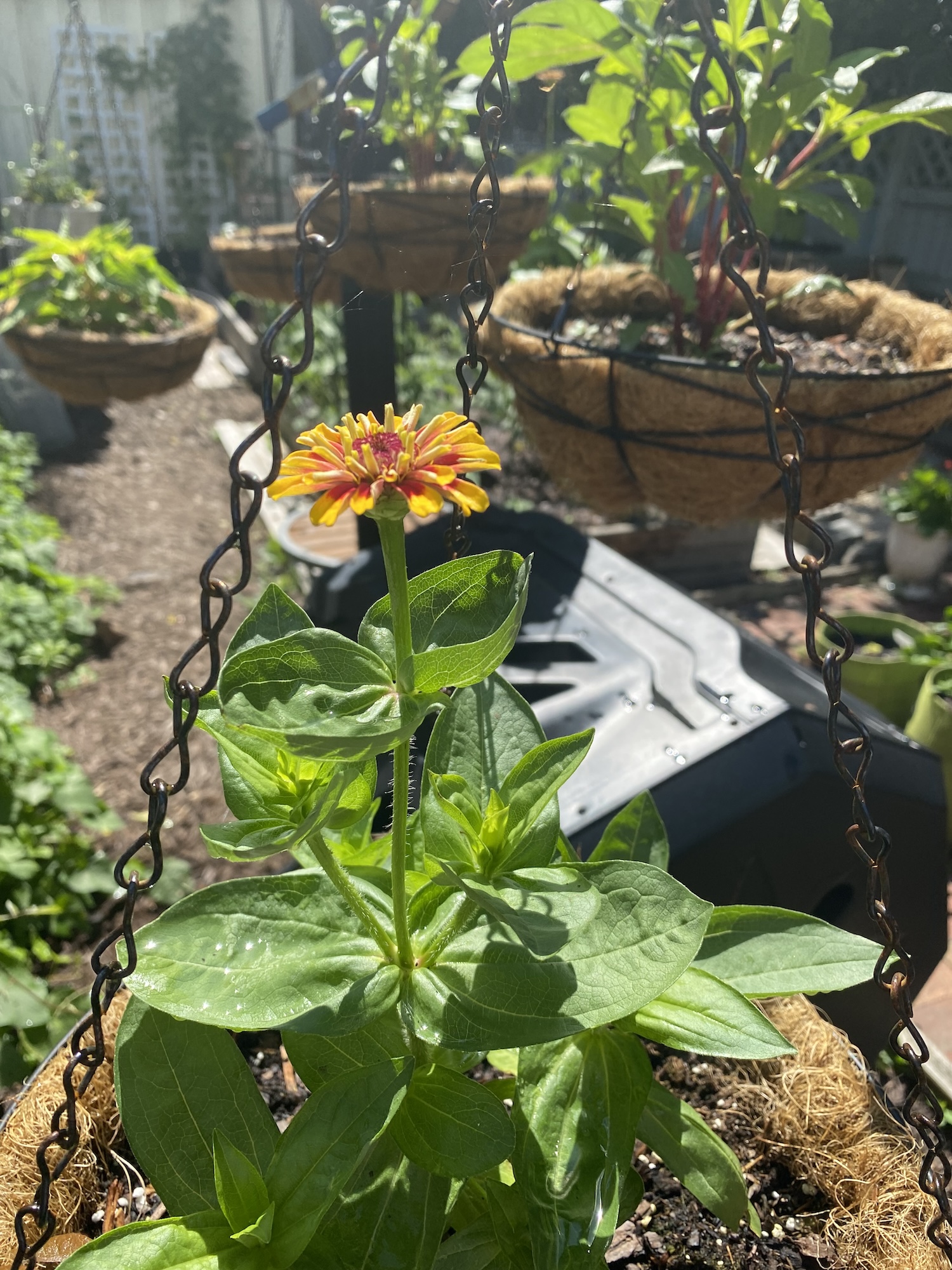 An orange zinnia blooming in a hanging planter