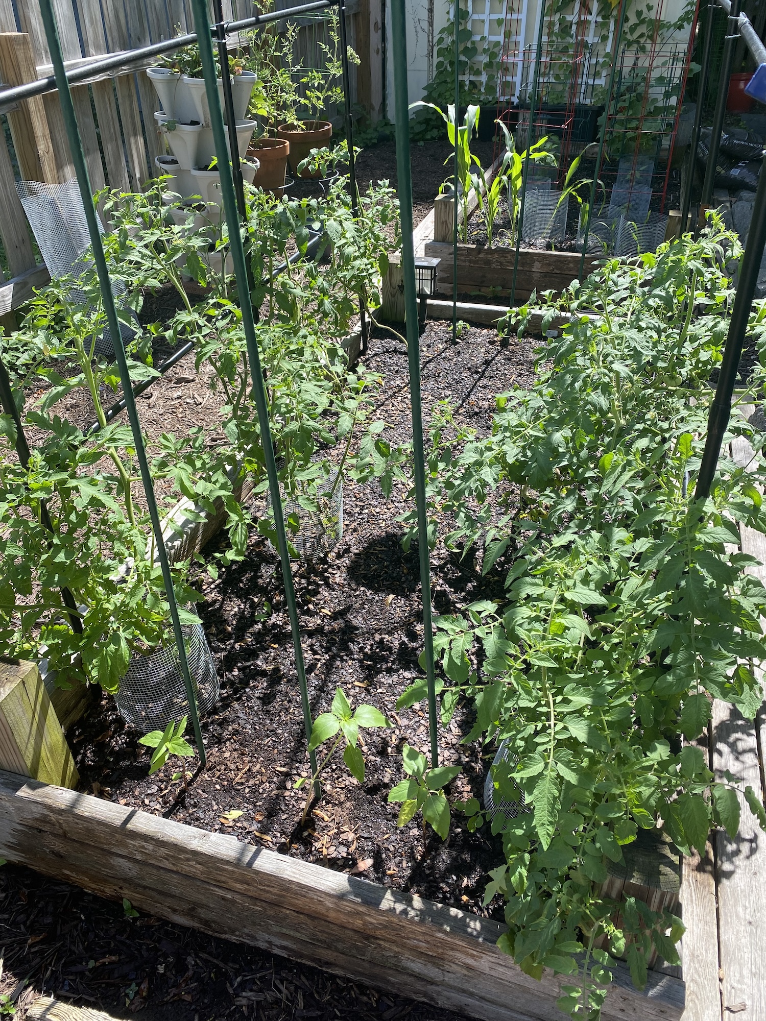 Tomato plants several feet tall tied to the garden arch, with young sunflowers along the sides