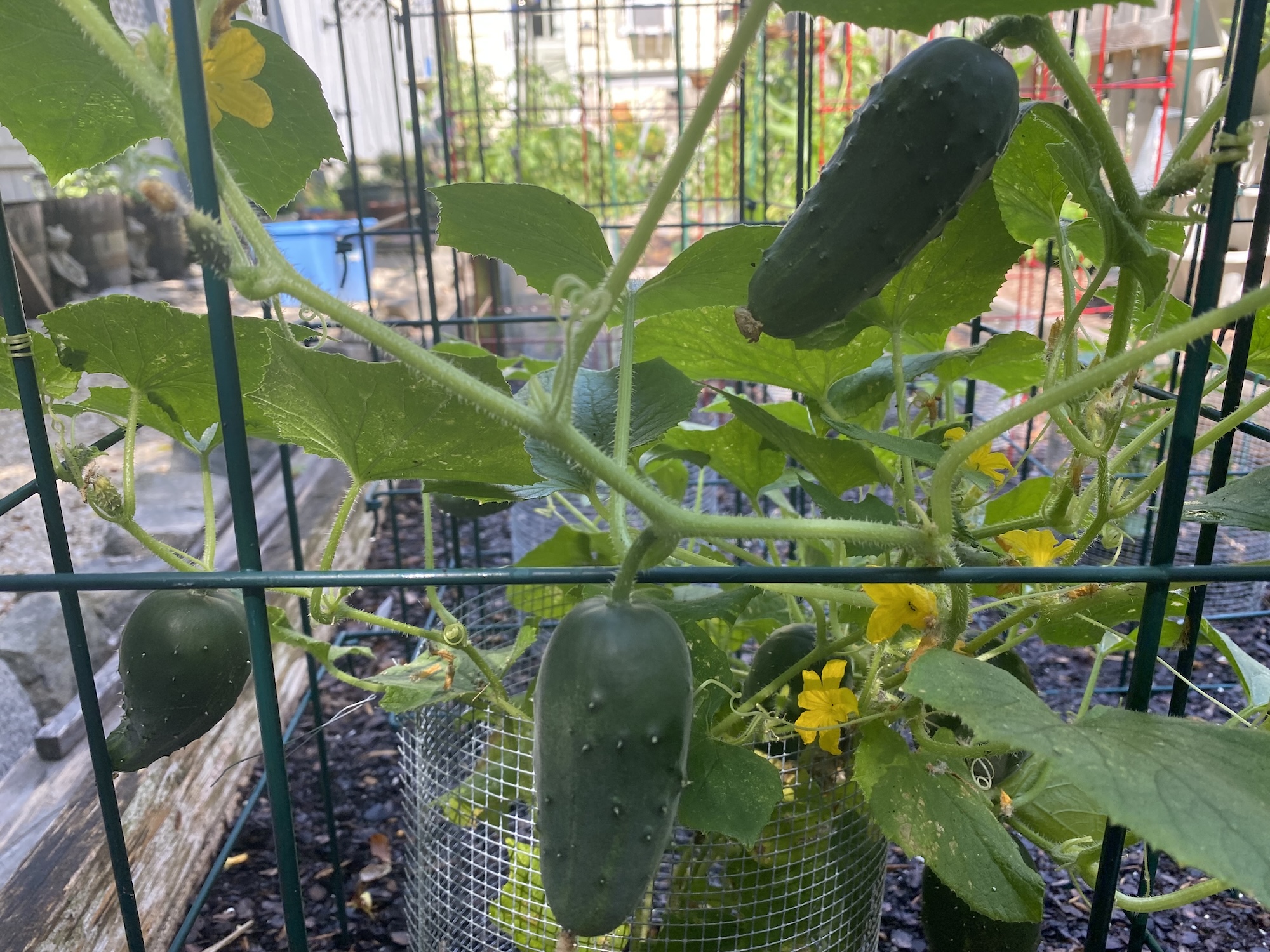 Cucumbers growing on vines inside a wire cage