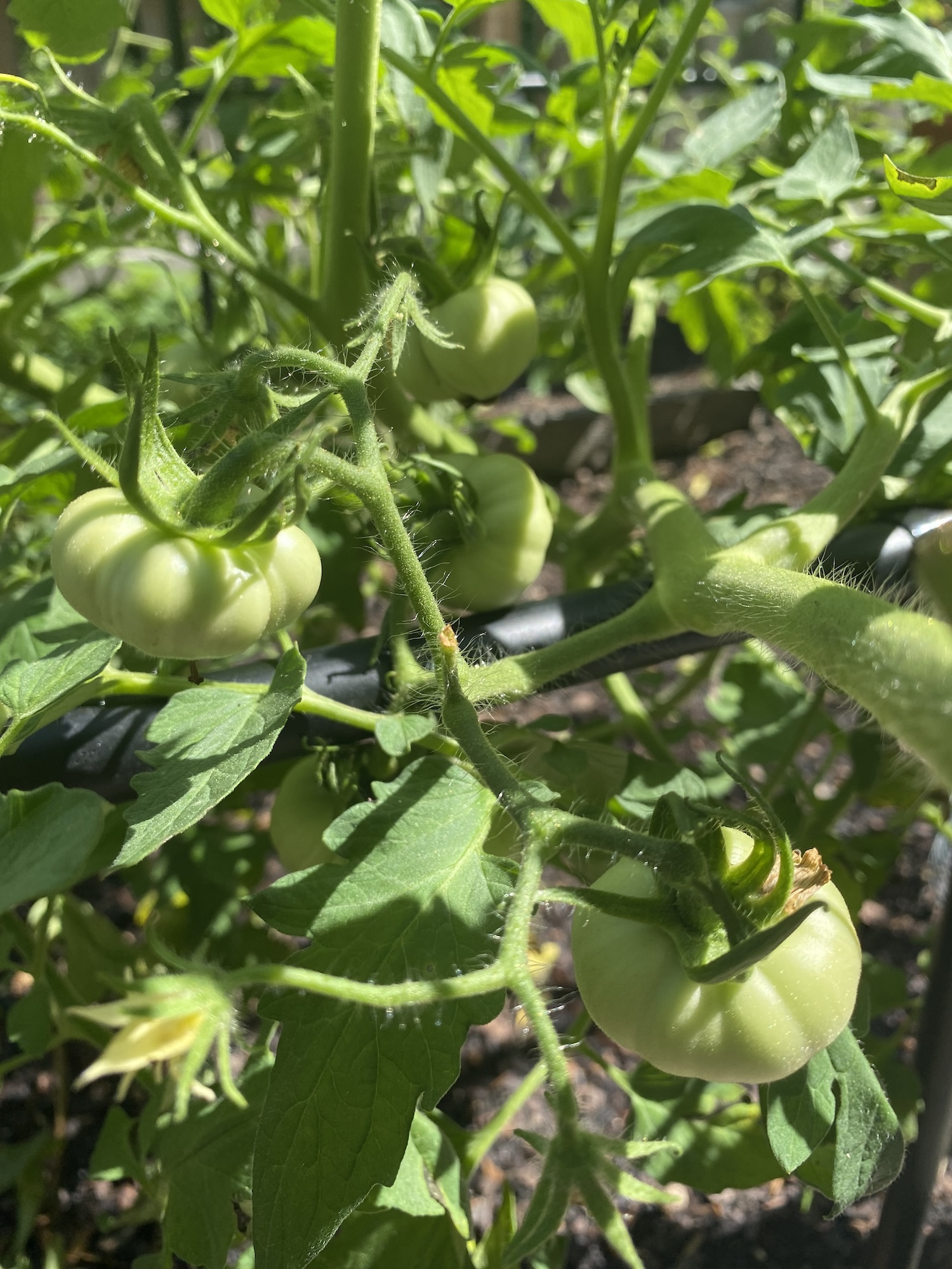 Green, unripe beefsteak tomatoes on the vine