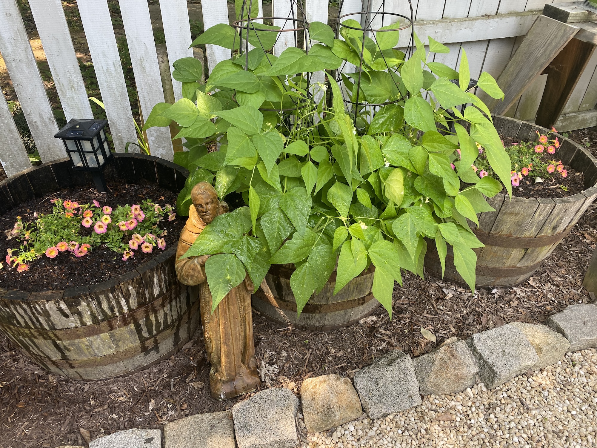 Contender bean plants in a whiskey barrel, with pink flowers in the barrels beside it