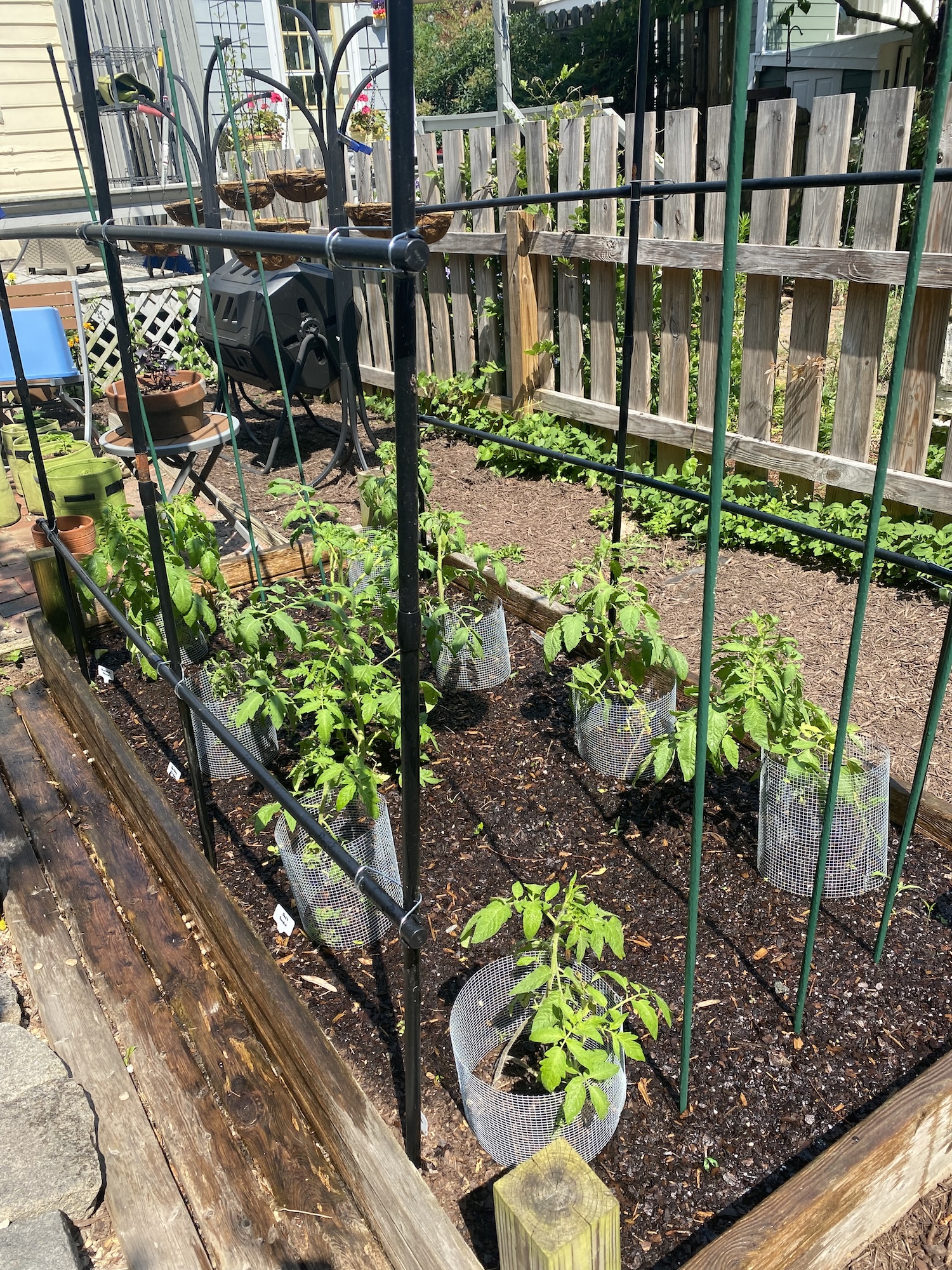 Young tomato plants a couple of feet tall in a raised bed, with poles for sunflowers along the edge