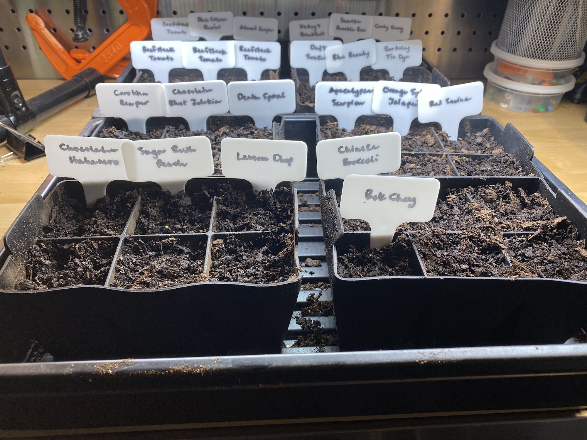 Newly planted seed trays labeled with varieties such as Chocolate Habanero, Carolina Reaper, and Bok Choy
