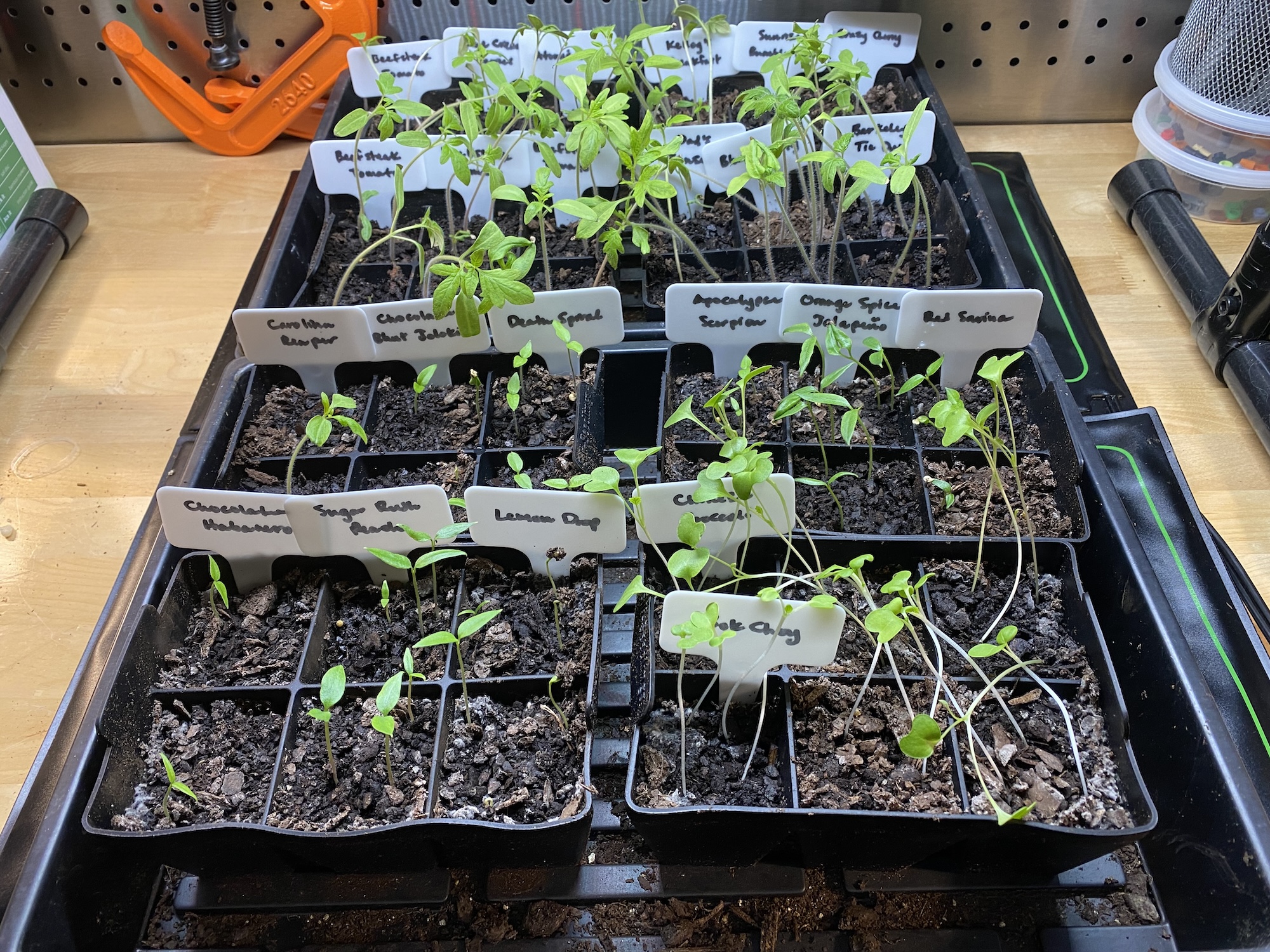 Seedlings a couple of inches tall in labeled trays under a grow light