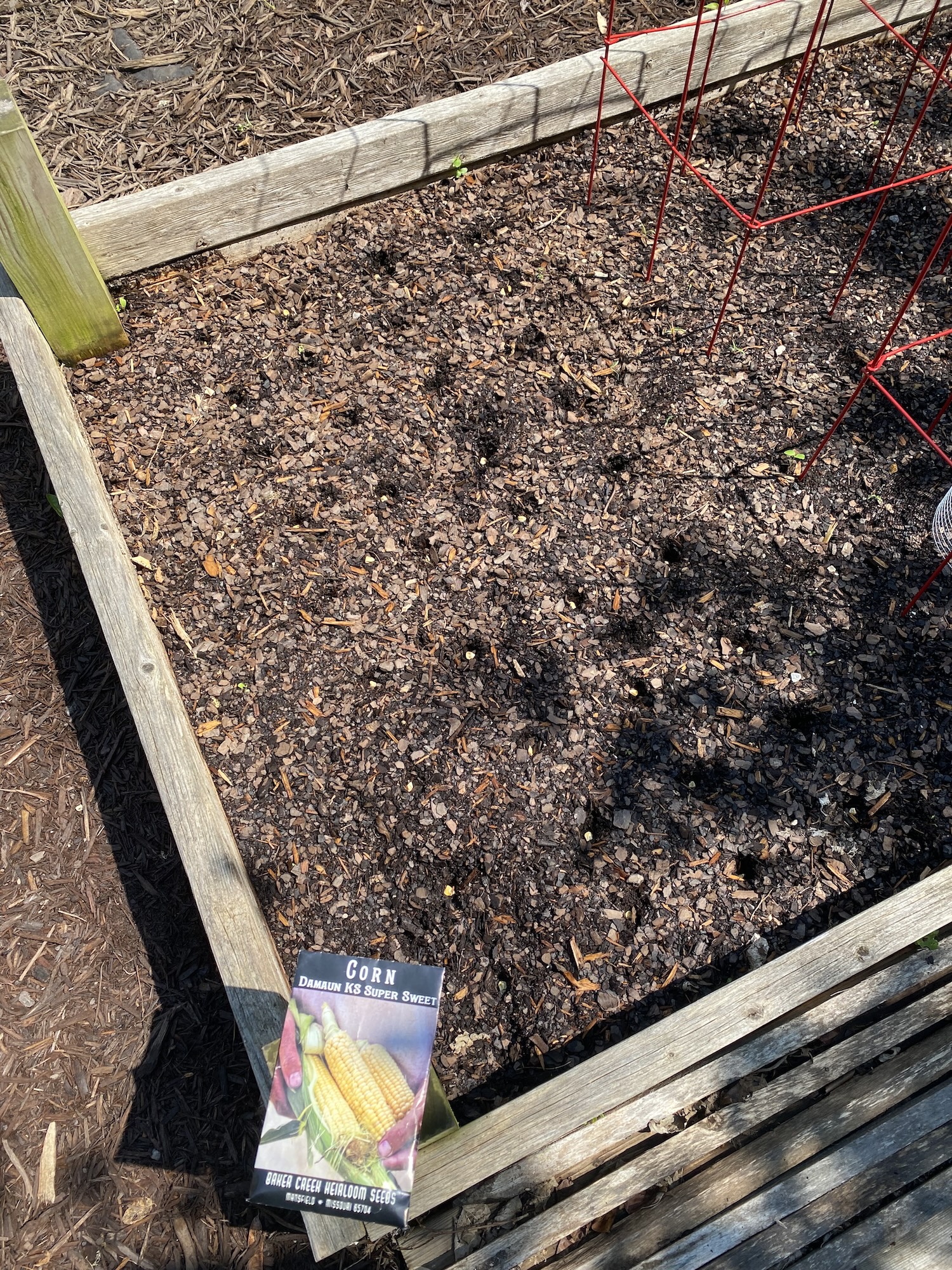 A freshly planted raised bed with a sweet corn seed packet at the corner