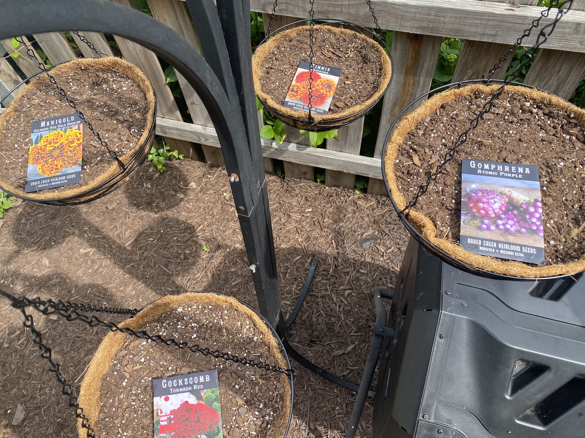 Freshly planted hanging planters marked with seed packets for marigolds, gomphrena, and cockscomb