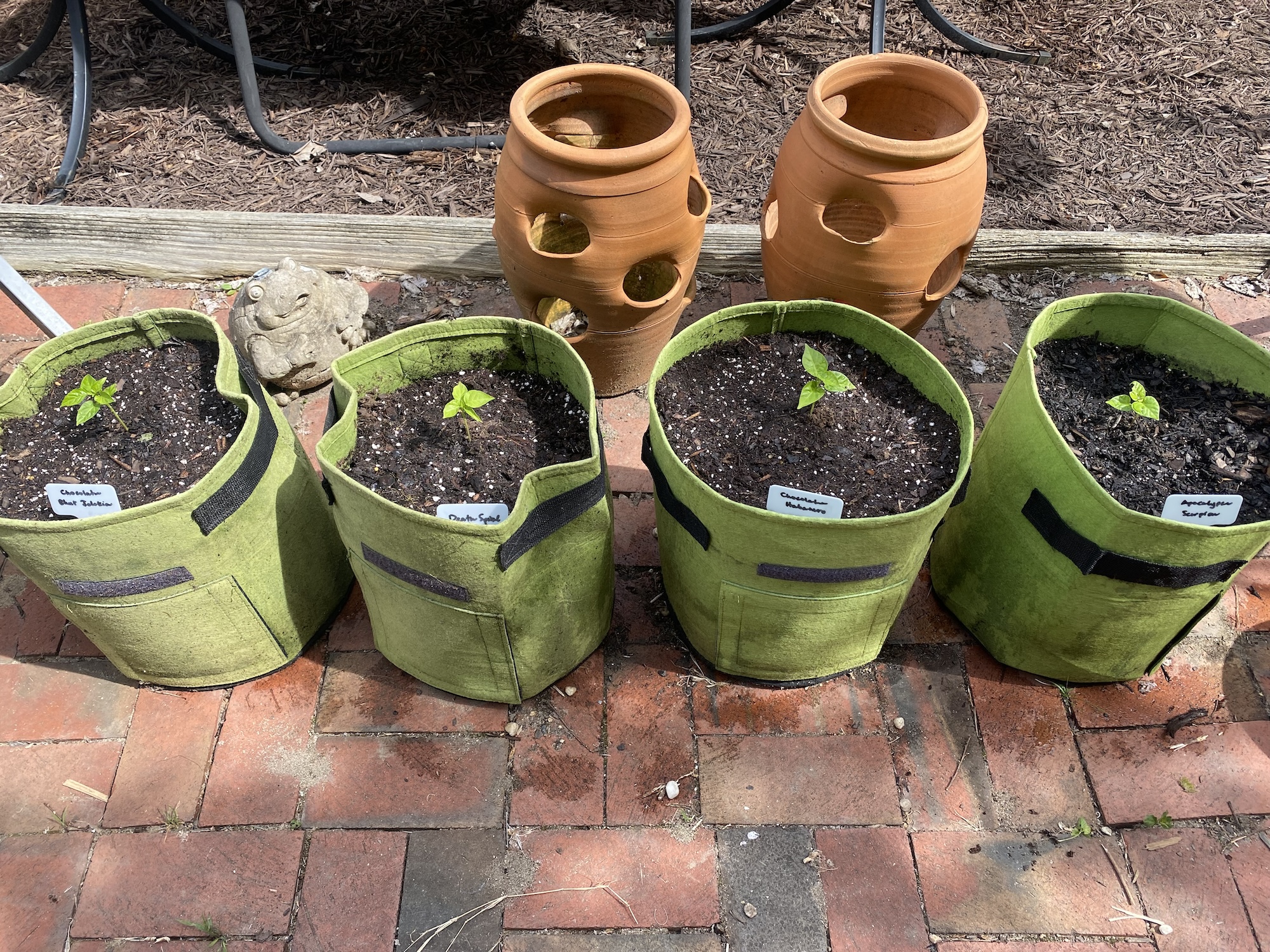 Hot pepper seedlings in four labeled green grow bags on a brick patio