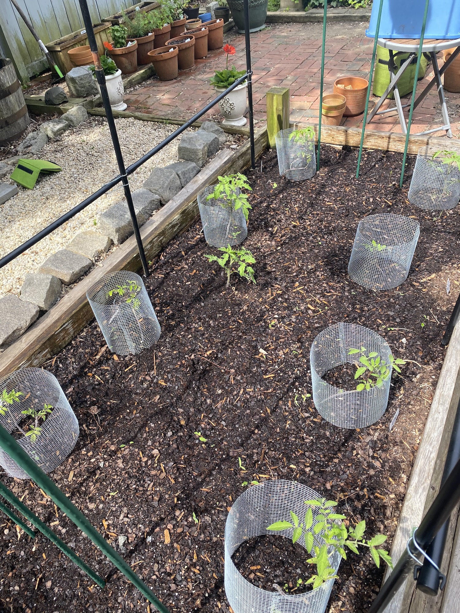 Young tomato plants inside wire mesh cylinders in a raised bed under the arch