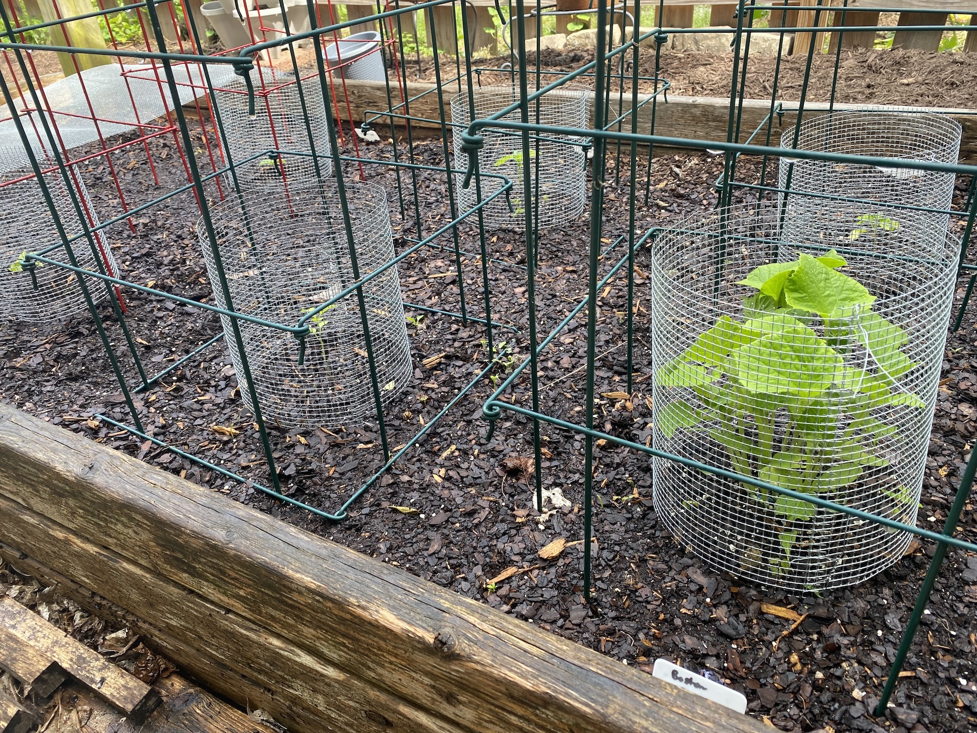 Cucumber and pepper seedlings in wire cages in a raised bed