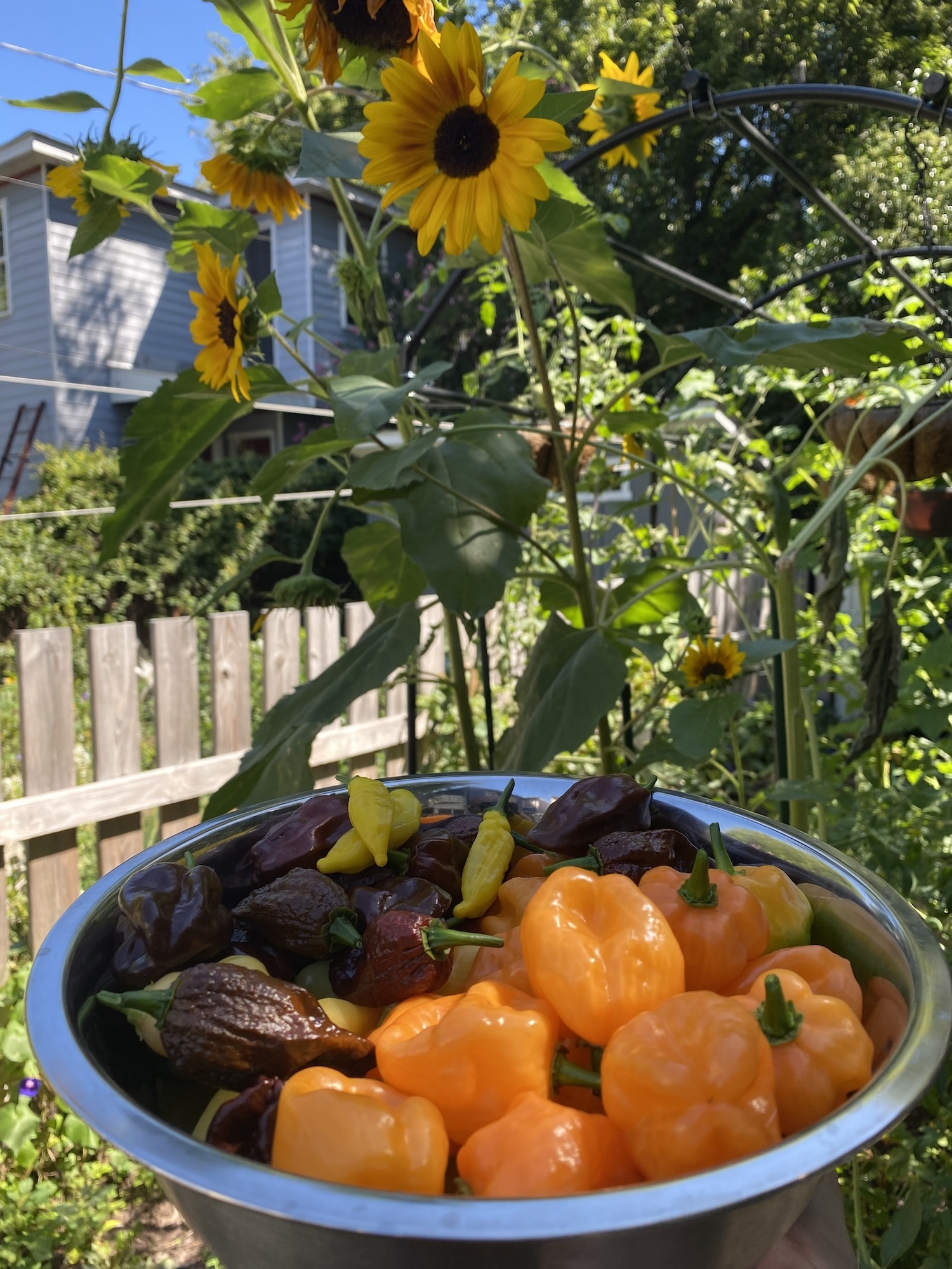 A metal bowl of orange habaneros, chocolate bhut jolokias, chocolate habaneros, and lemon drop peppers in front of blooming sunflowers