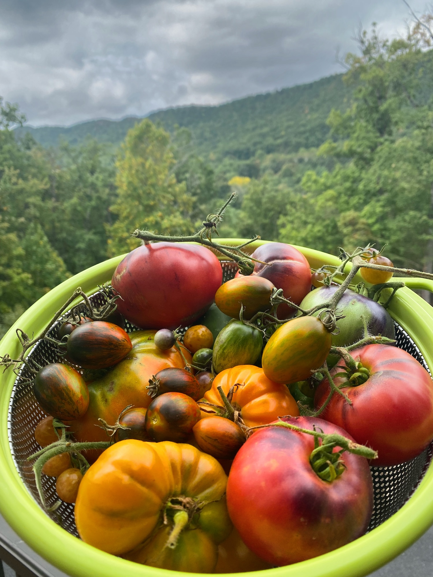 A colander of heirloom tomatoes in many colors, with forested mountains in the background