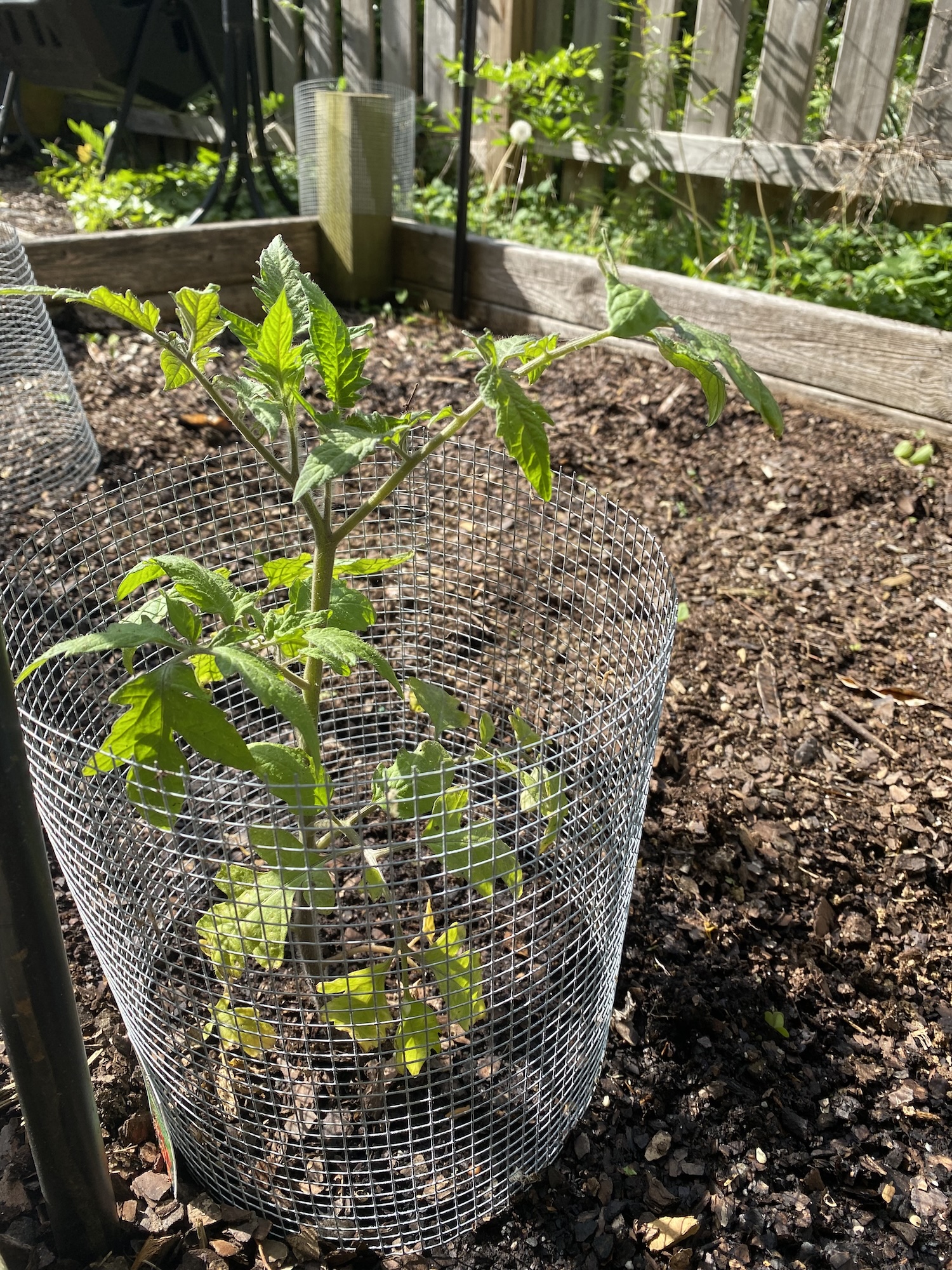 A beefsteak tomato seedling inside a wire mesh cylinder in a raised bed