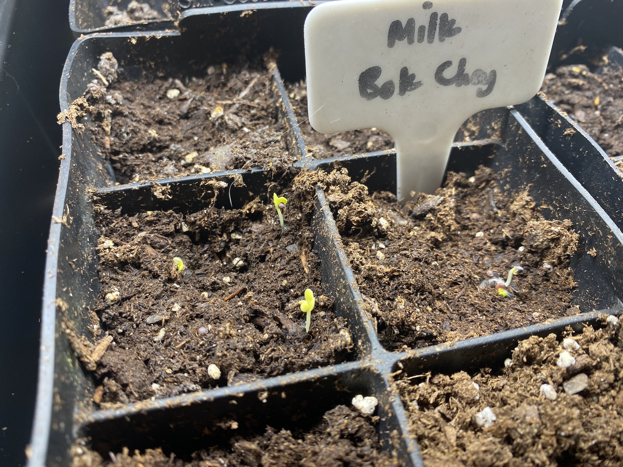 Tiny Milk Bok Choy sprouts poking up in a seed tray