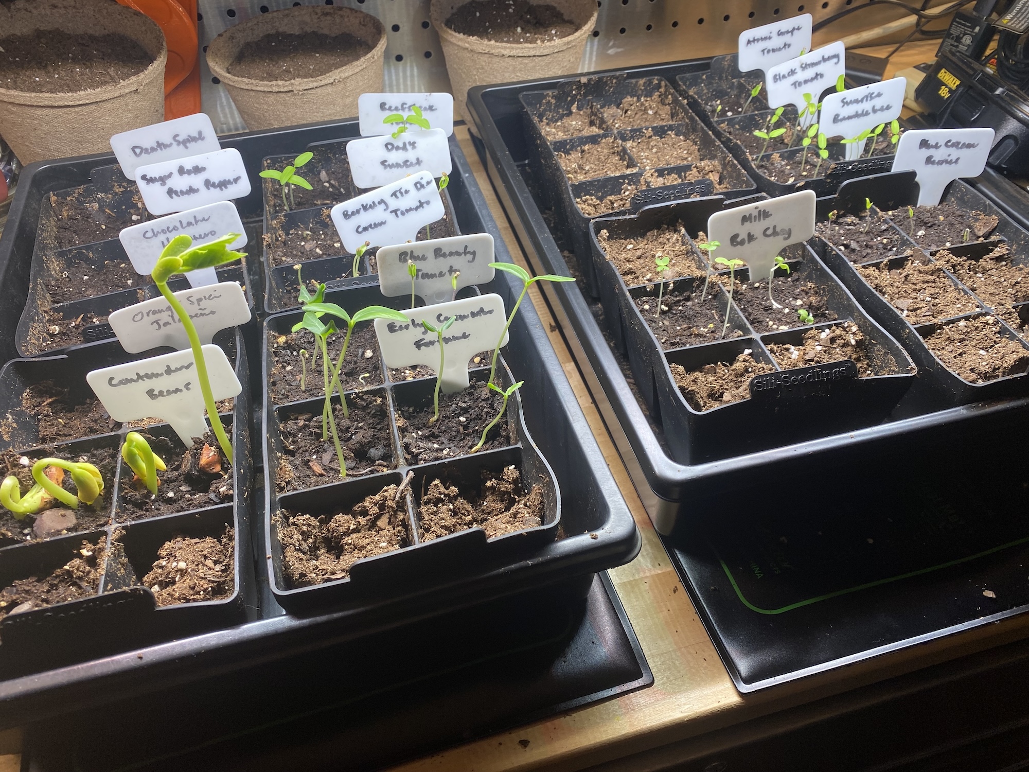 Labeled seed trays under a grow light with bean, tomato, and pepper sprouts