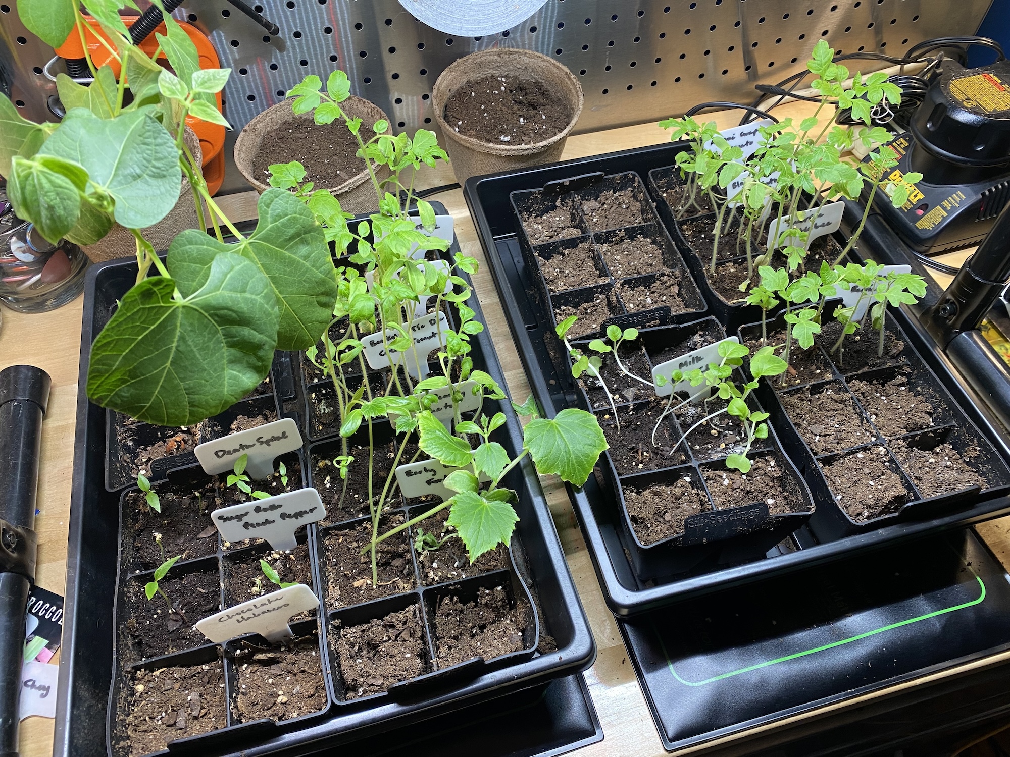 Bean, cucumber, and tomato seedlings outgrowing their seed trays under a grow light
