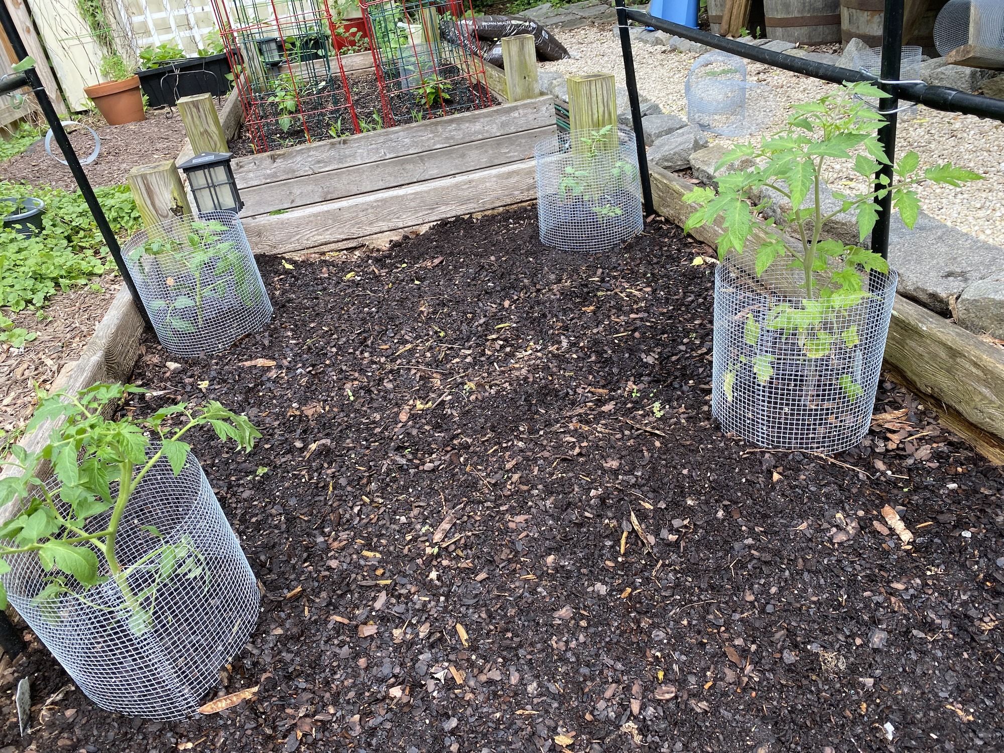 Young tomato plants inside wire mesh cylinders in a raised bed