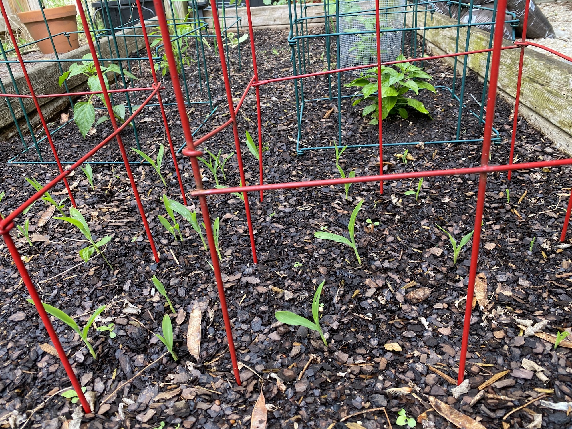Sweet corn sprouts inside red tomato cages in a raised bed