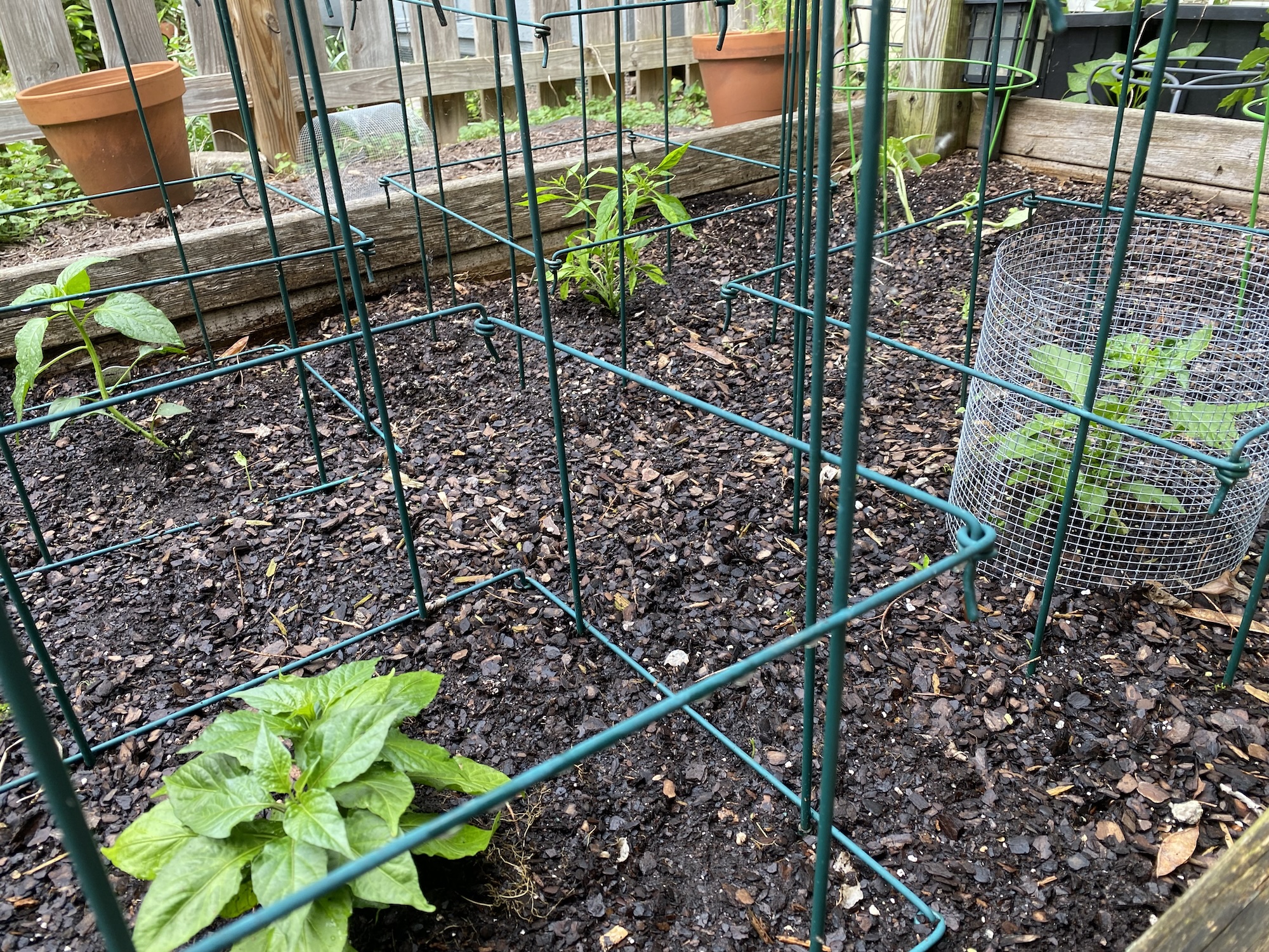 Hot pepper and cucumber seedlings inside green wire cages in a raised bed