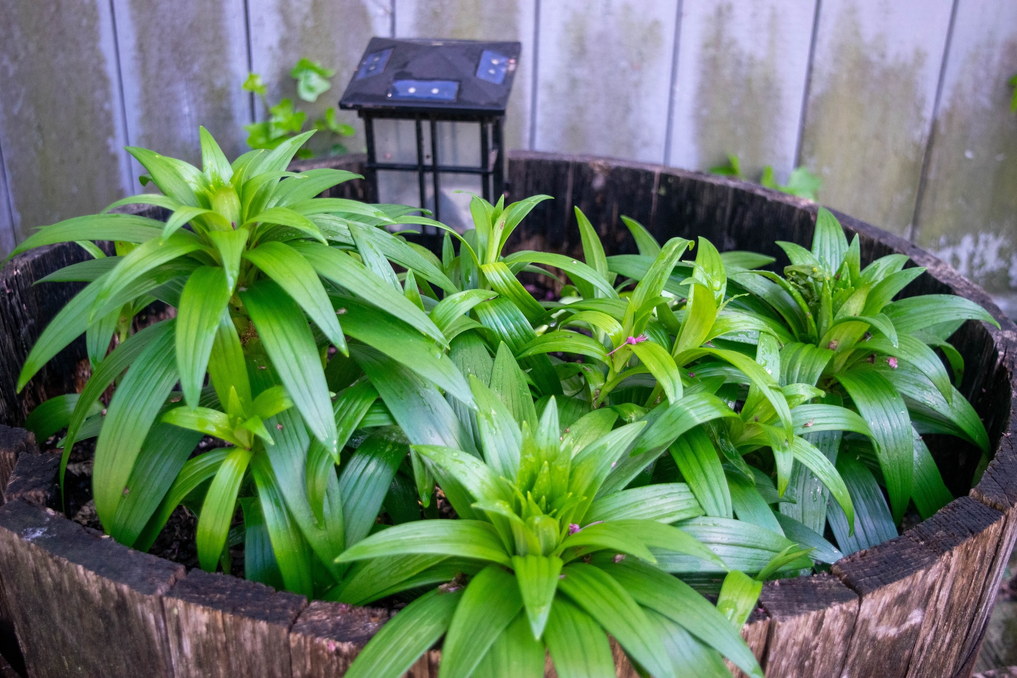 Lily plants, not yet blooming, filling a whiskey barrel