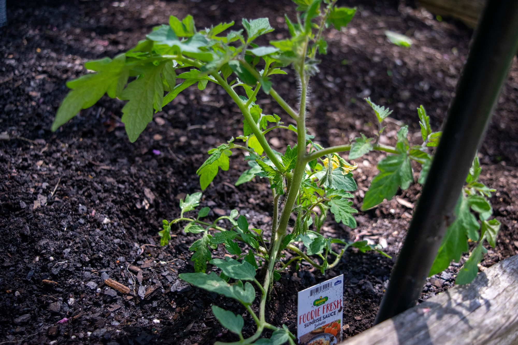 A store-bought tomato plant newly planted in a raised bed, with its plant tag