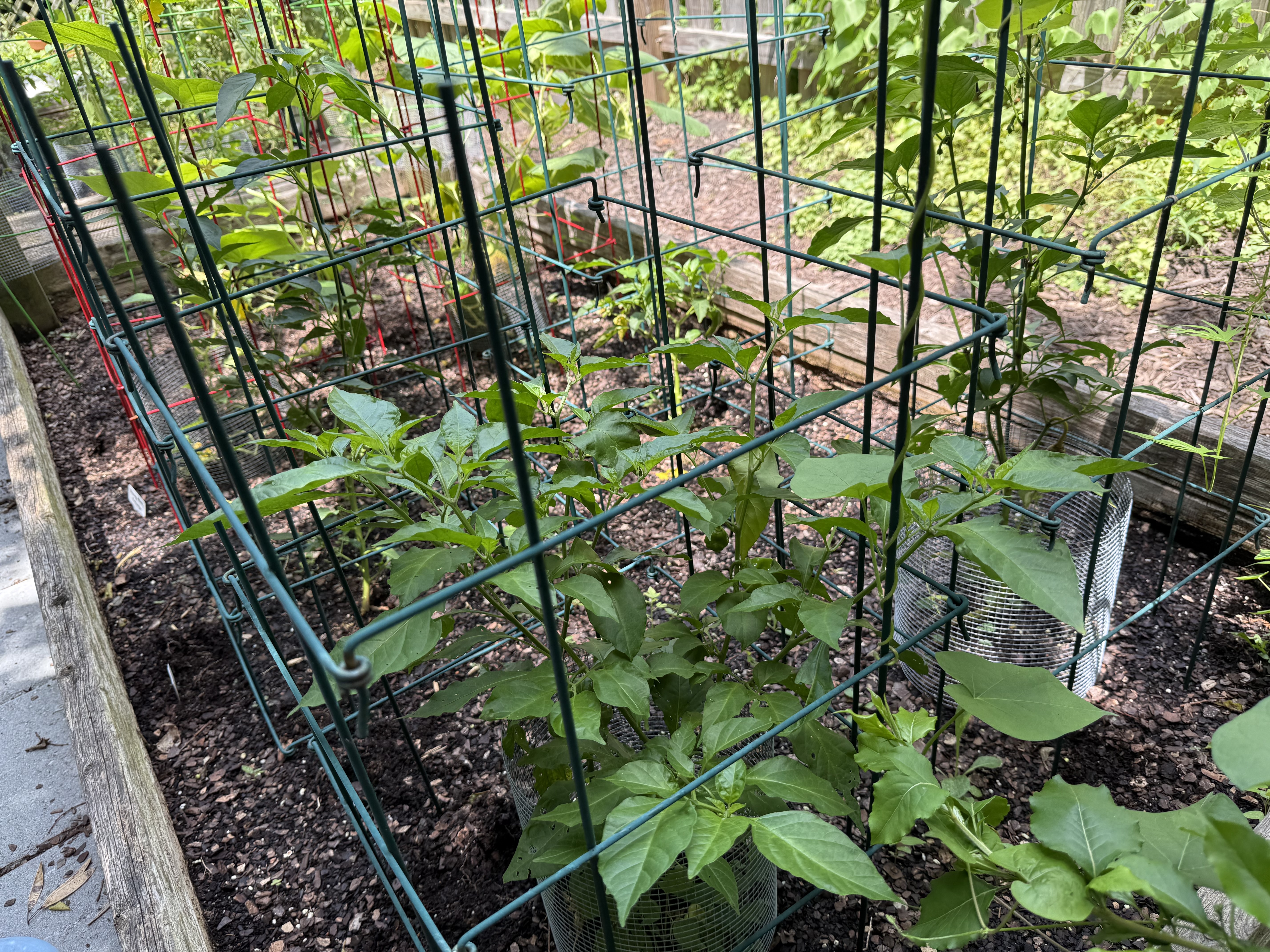 Hot pepper plants growing inside green wire cages in a raised bed
