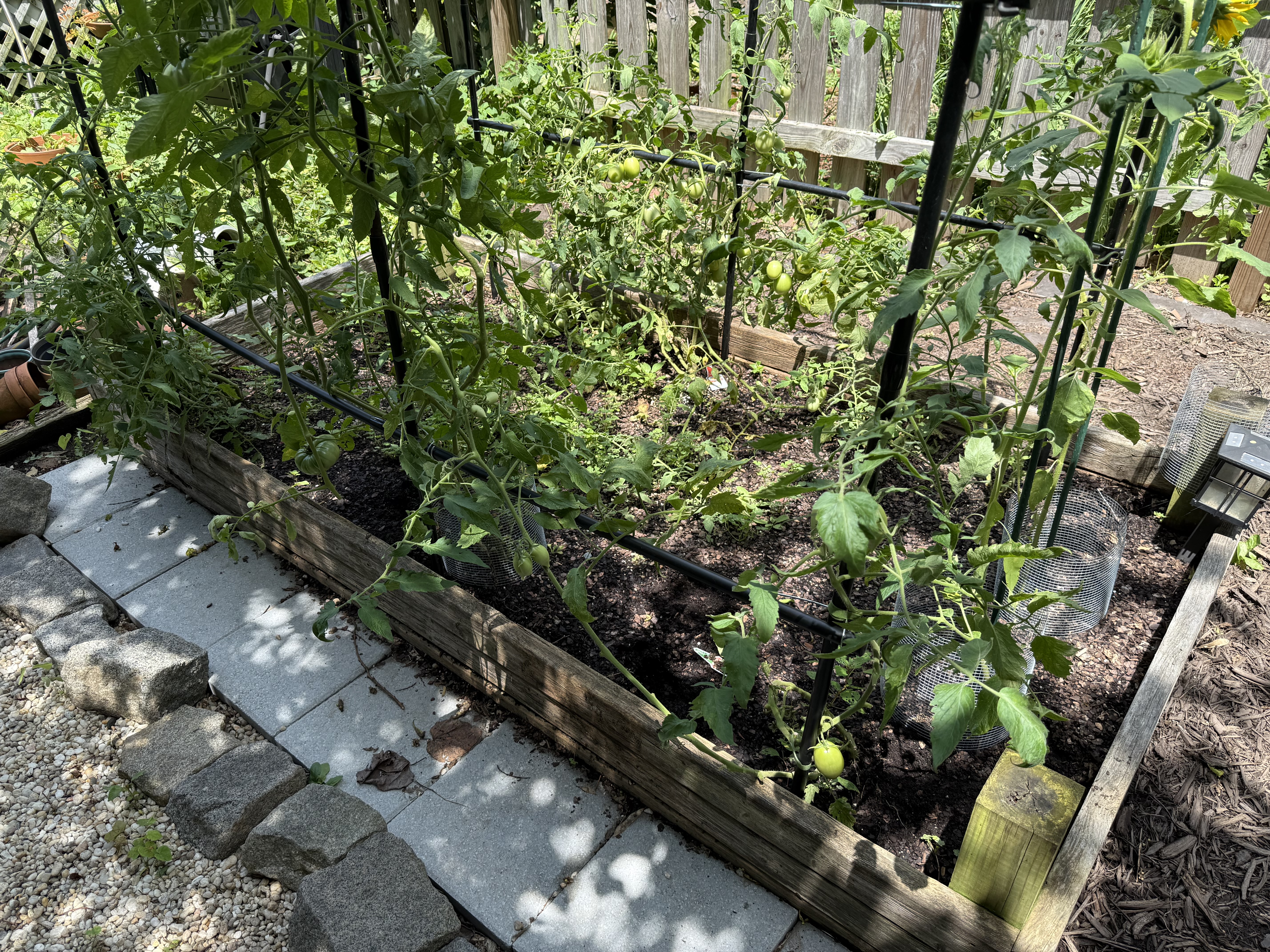 A crowded raised bed of tomato plants on trellises, with a few sunflowers