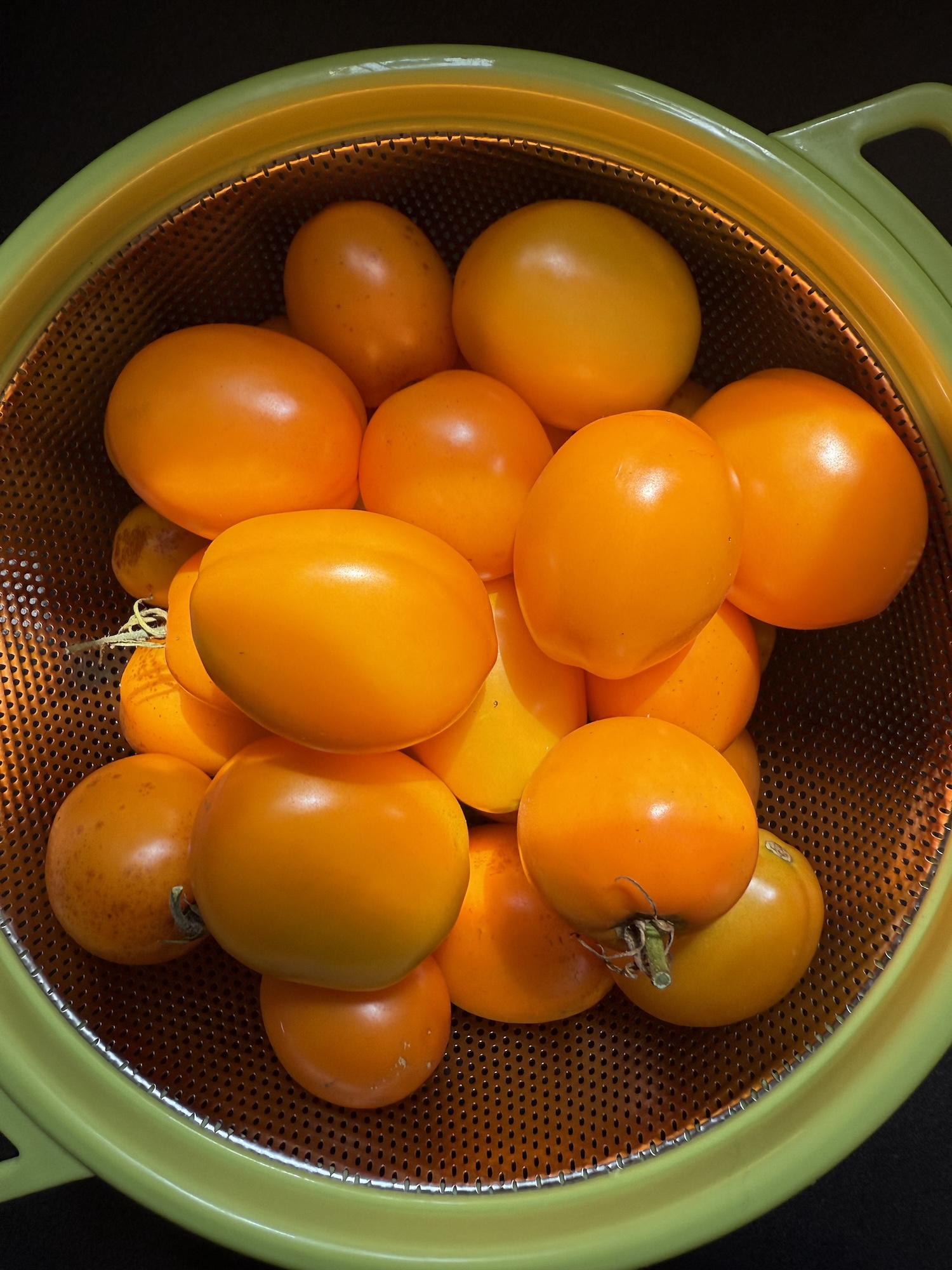 A colander full of yellow-orange heirloom tomatoes