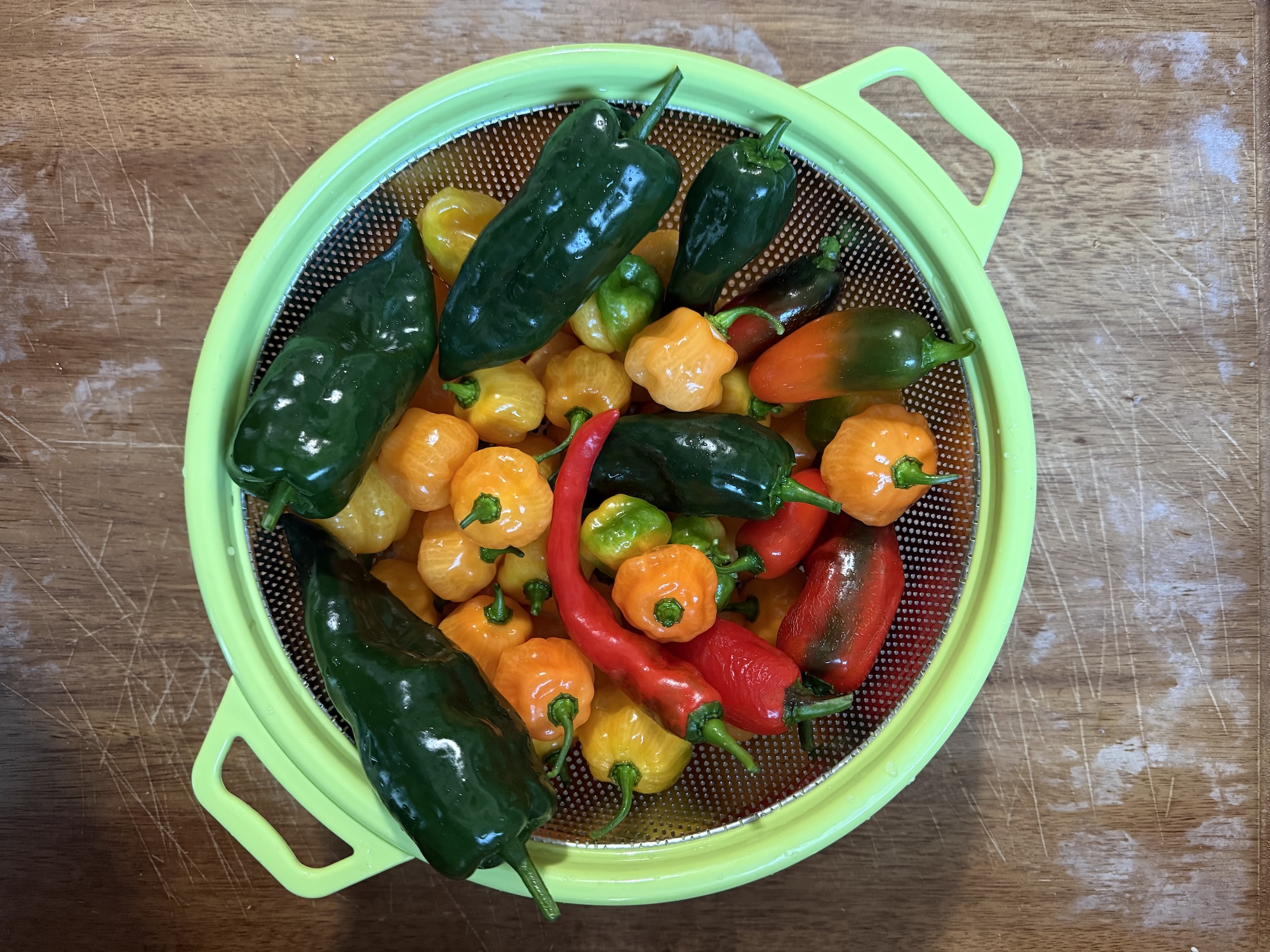 A colander full of freshly picked peppers in dark green, orange, yellow, and red