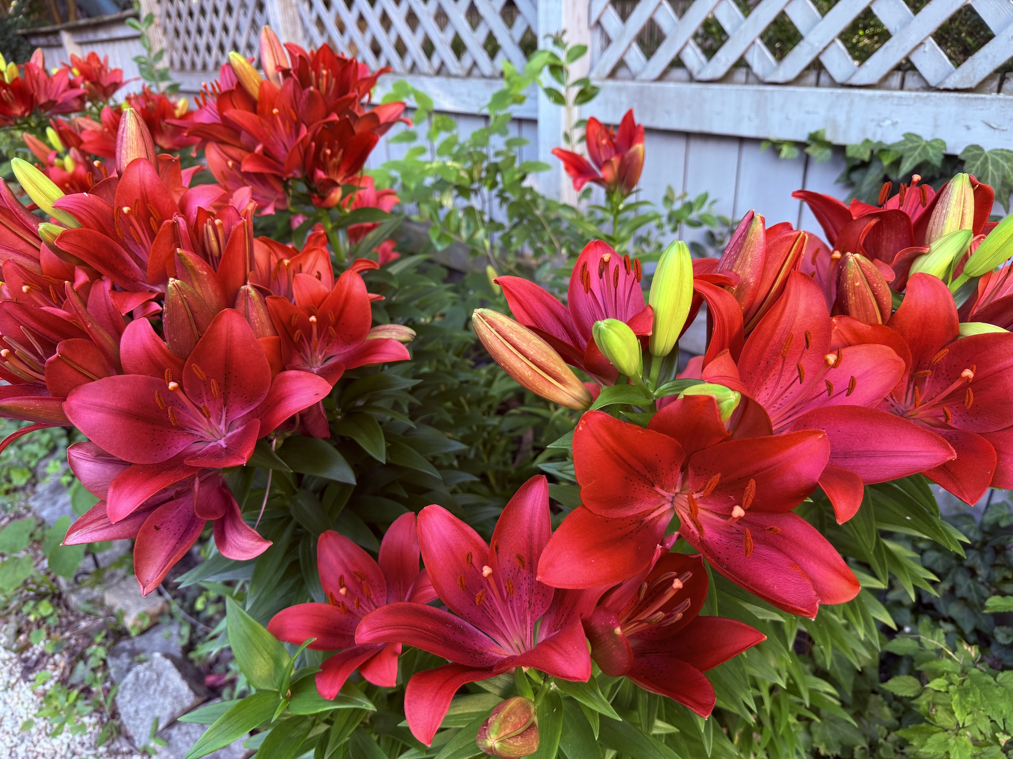 A cluster of red Asian Summer Scarlet lilies in bloom in front of a lattice fence