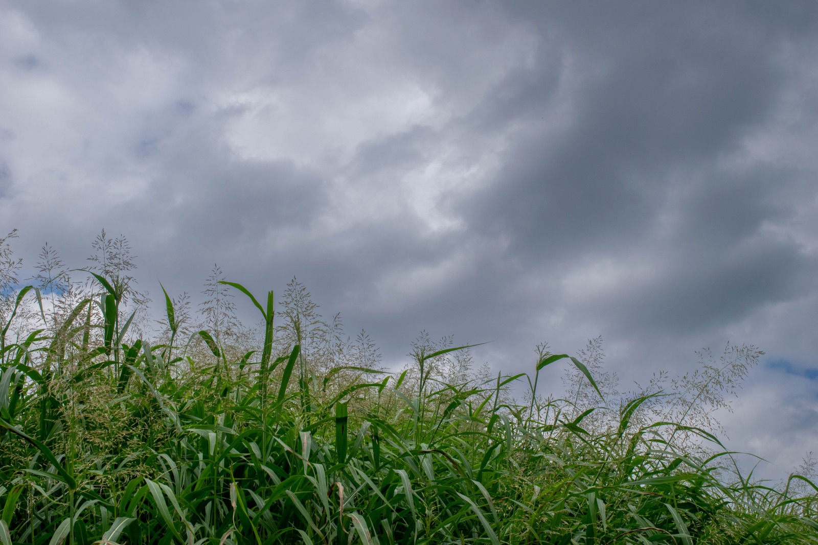 Tall green grass with feathery seed heads against gray storm clouds