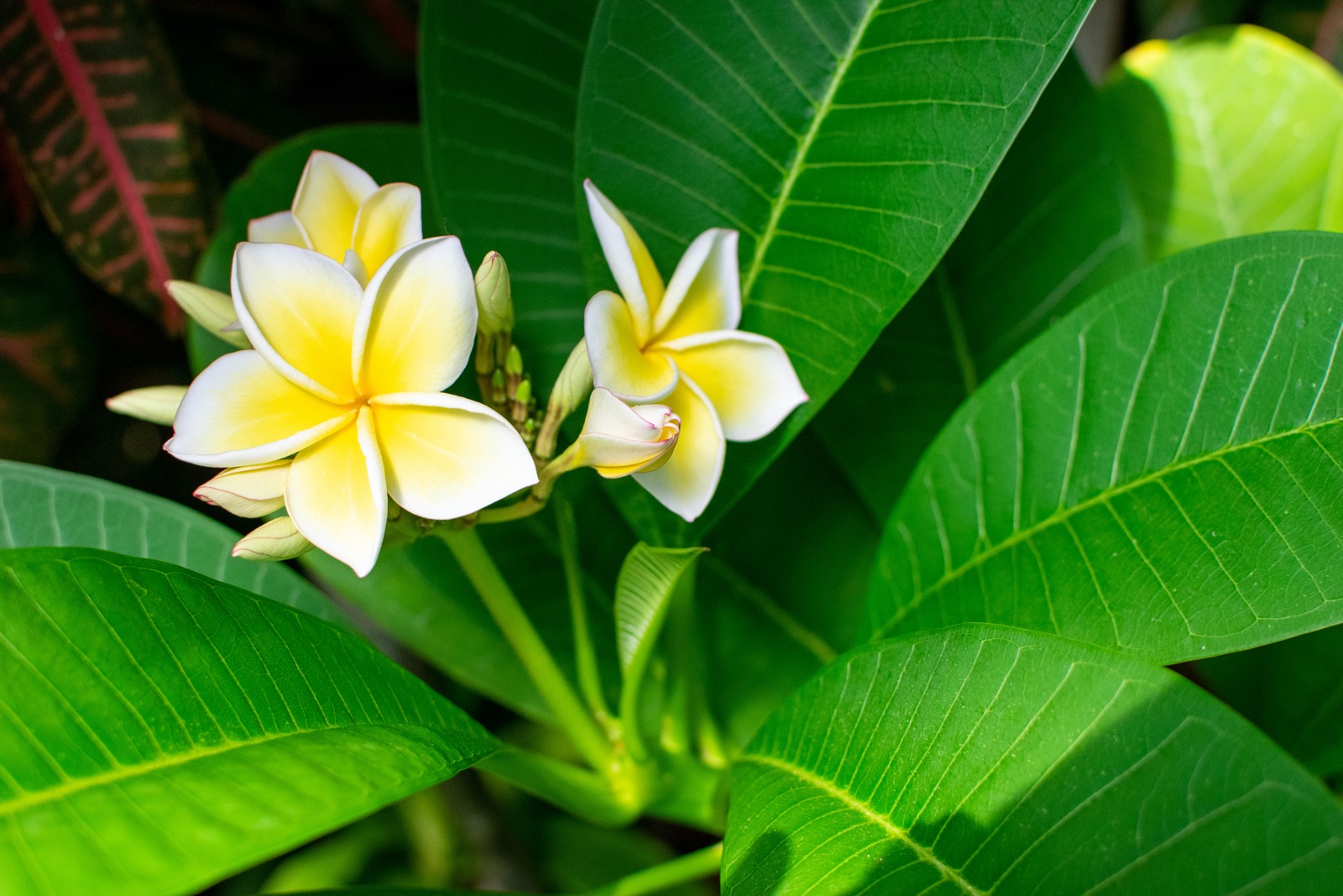 White and yellow plumeria flowers among large green leaves