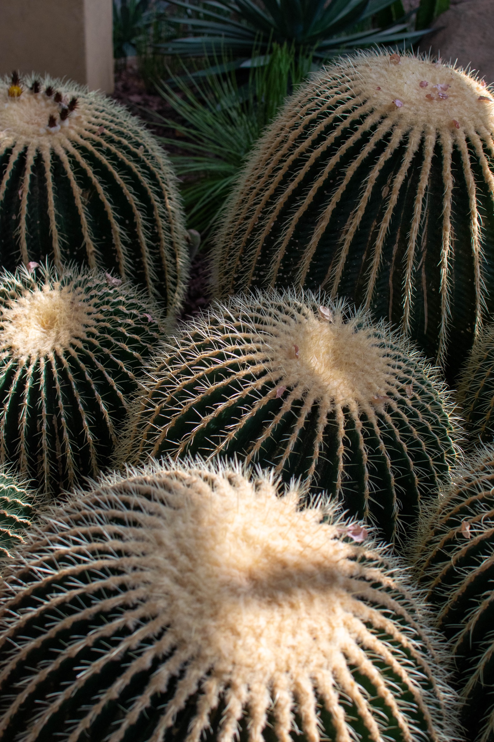 A cluster of golden barrel cacti covered in pale spines