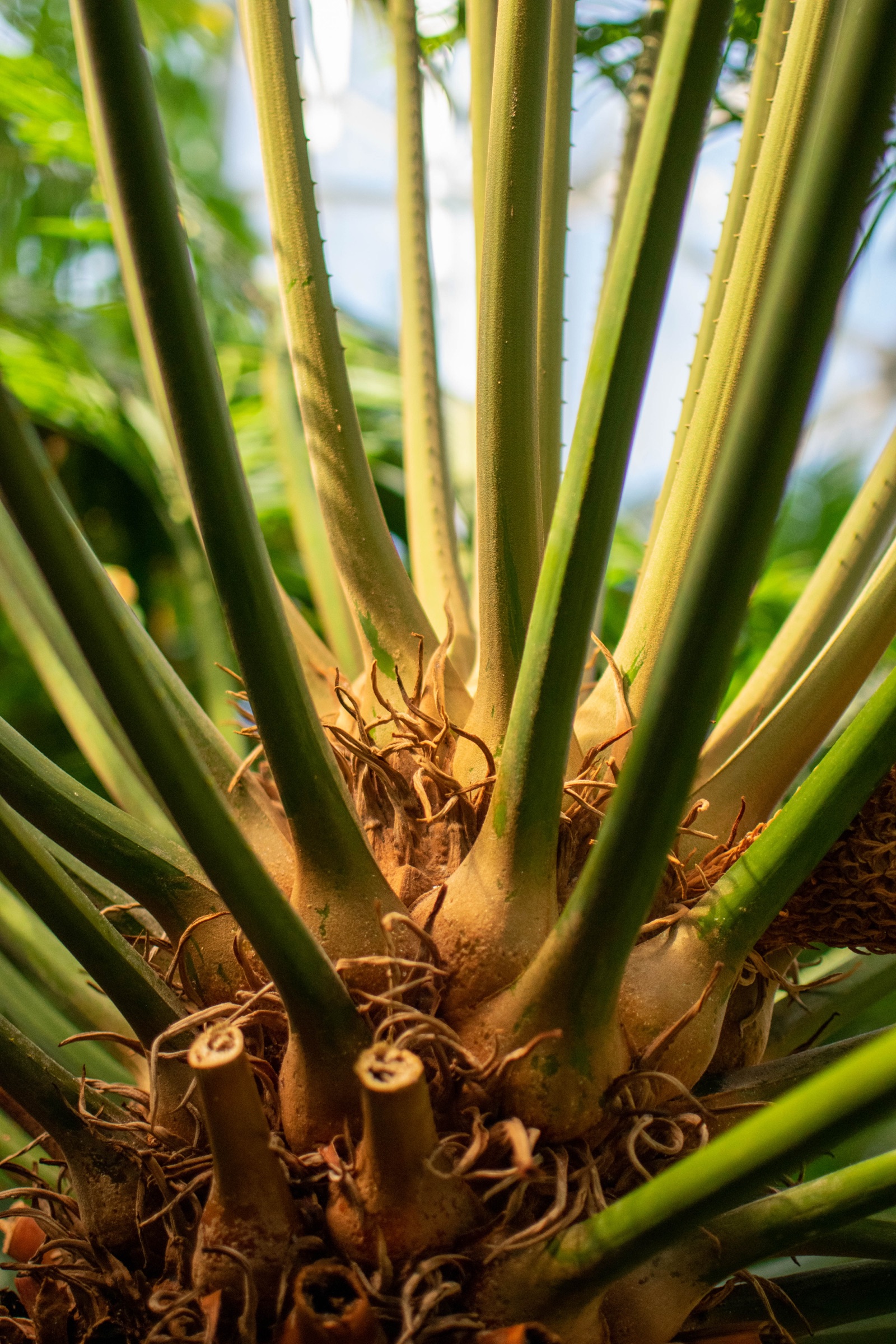 Looking up into the center of a cycad, its green stalks fanning out from a fibrous base
