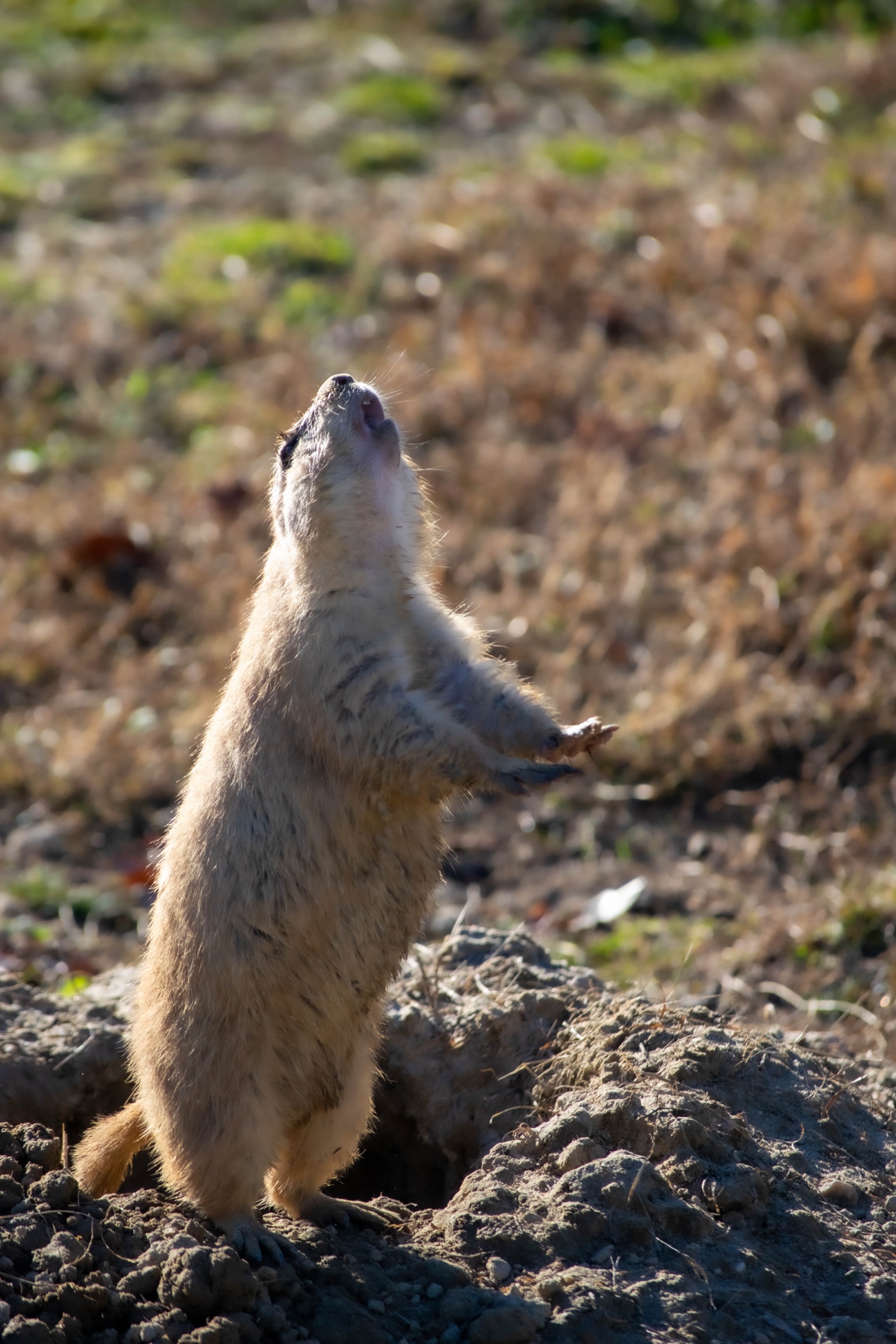 A prairie dog standing upright on the mound of its burrow, looking up at the sky