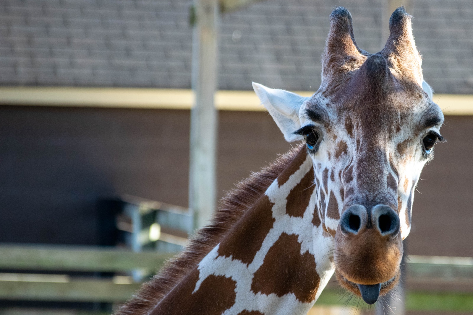 Close-up of a giraffe's head, sticking out the tip of its tongue