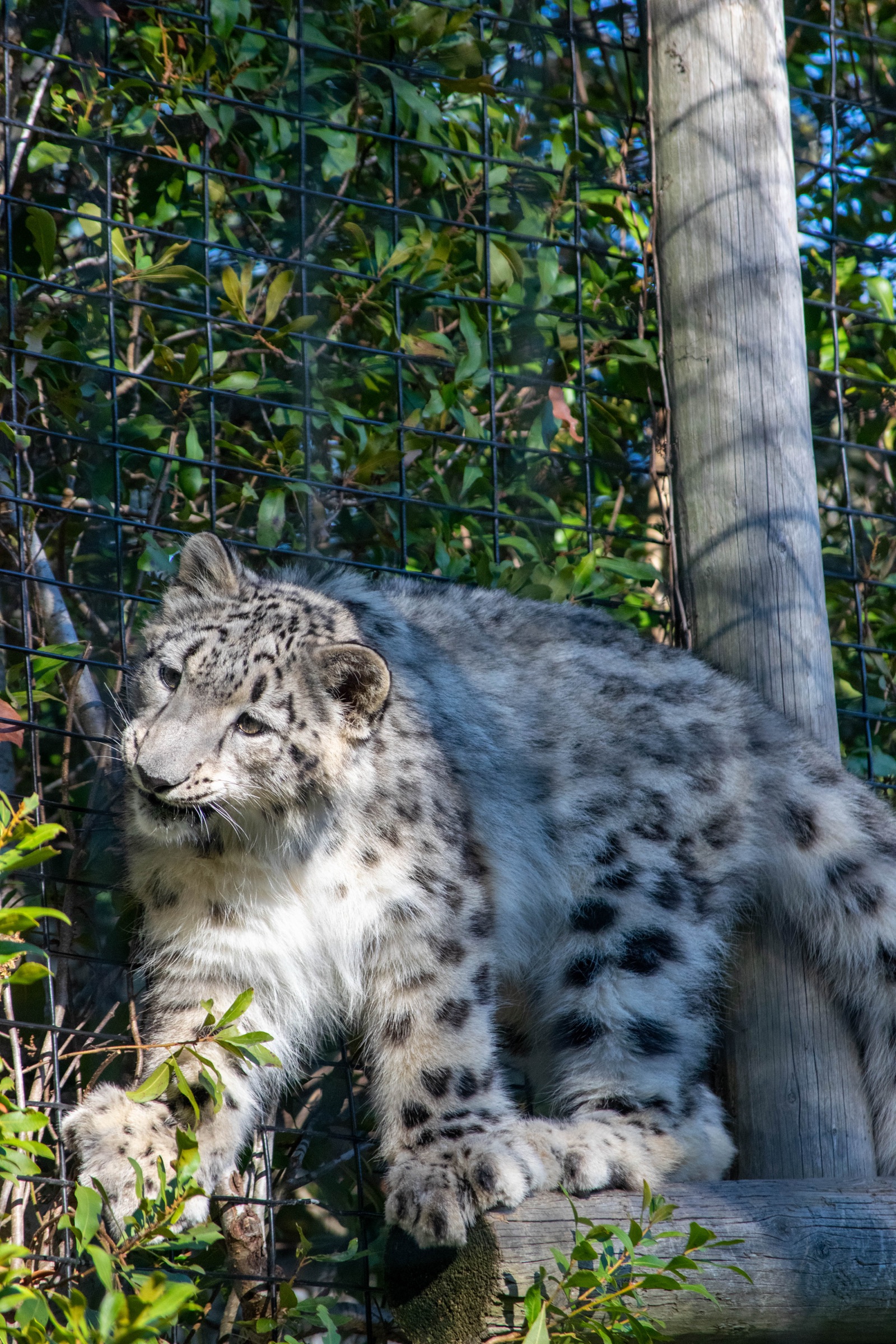 A snow leopard perched on a wooden beam in its enclosure